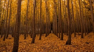 autumn, forest, foliage, trees - wallpaper, background, image