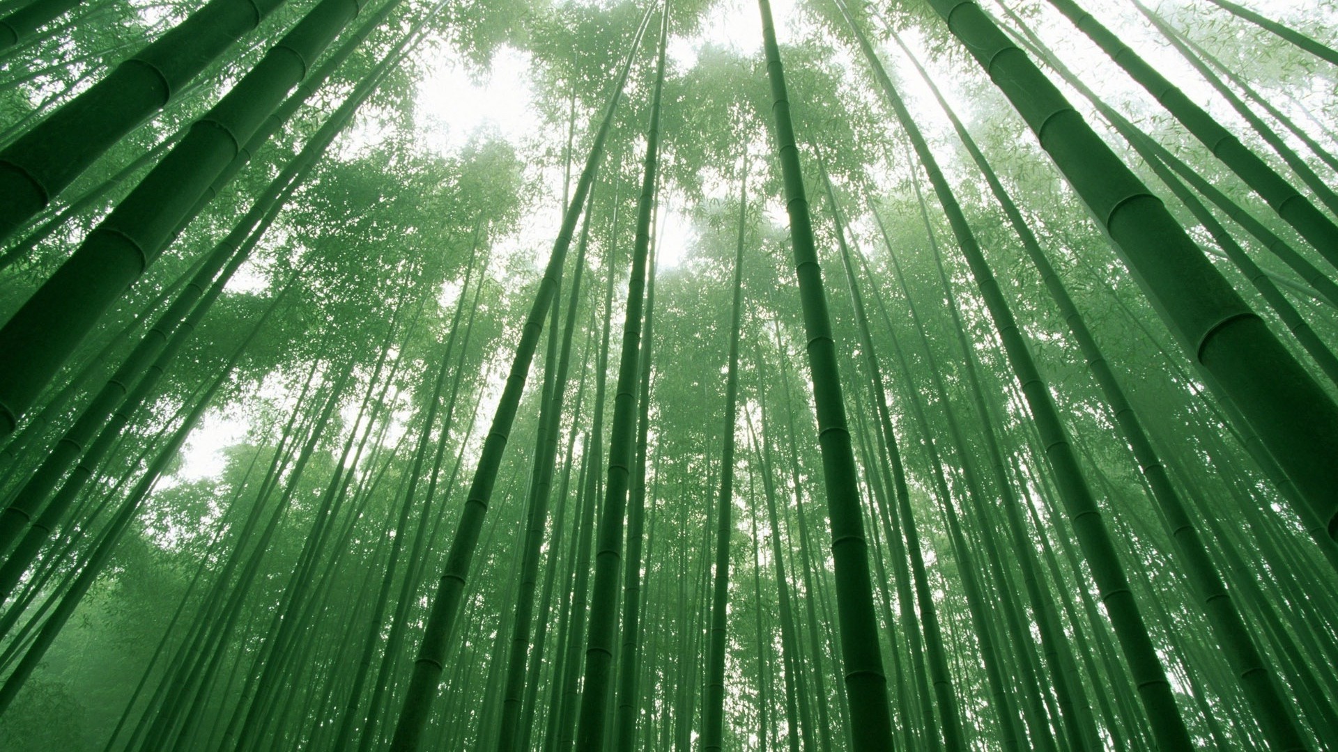 竹 緑 茎 空 冠 写真 写真 デスクトップ壁紙