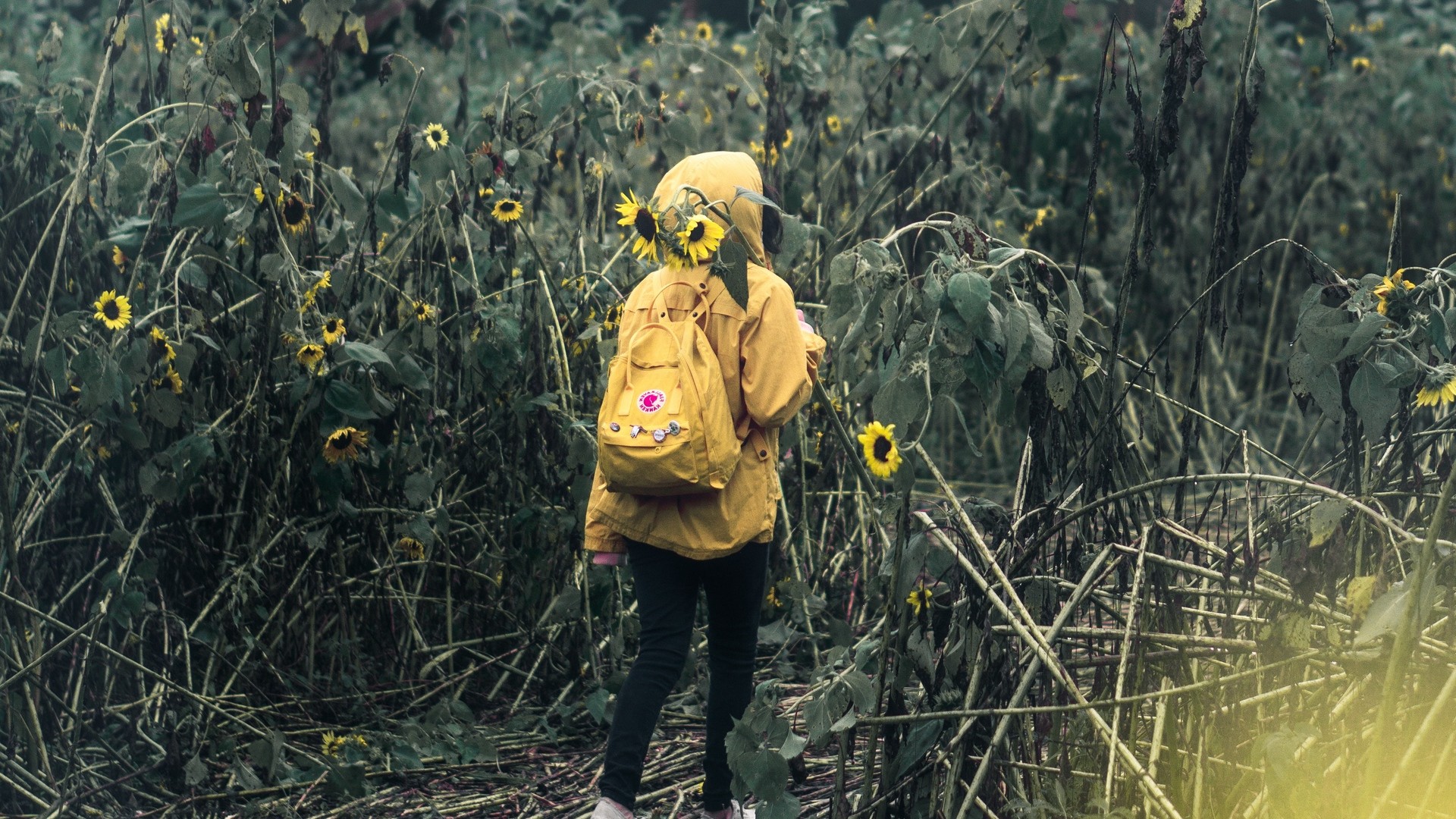 1920x1080 wallpapers: man, field, flowers, backpack, cloudy (image)