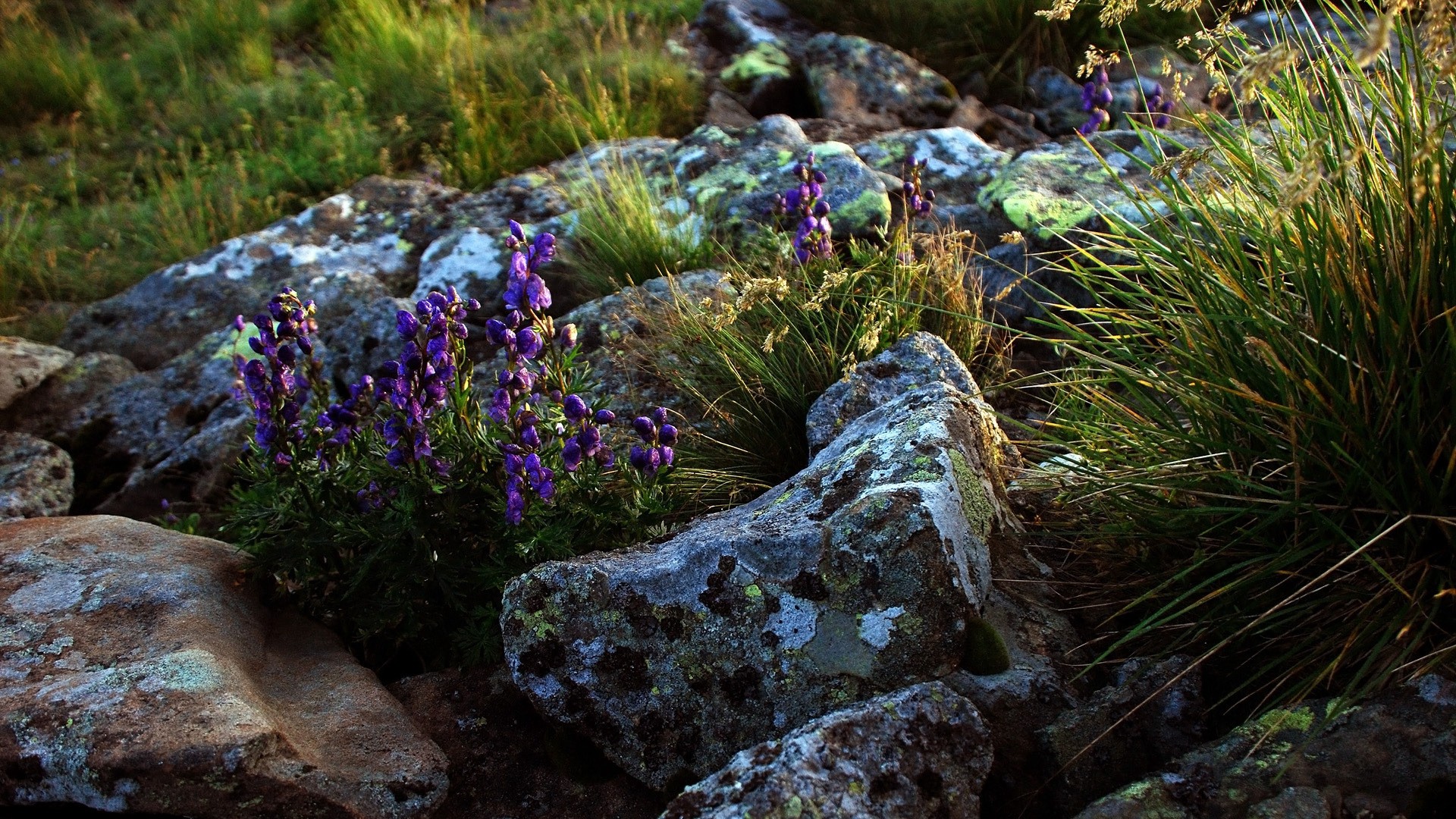 1920x1080 wallpapers: flowers, stones, lilac, grass (image)