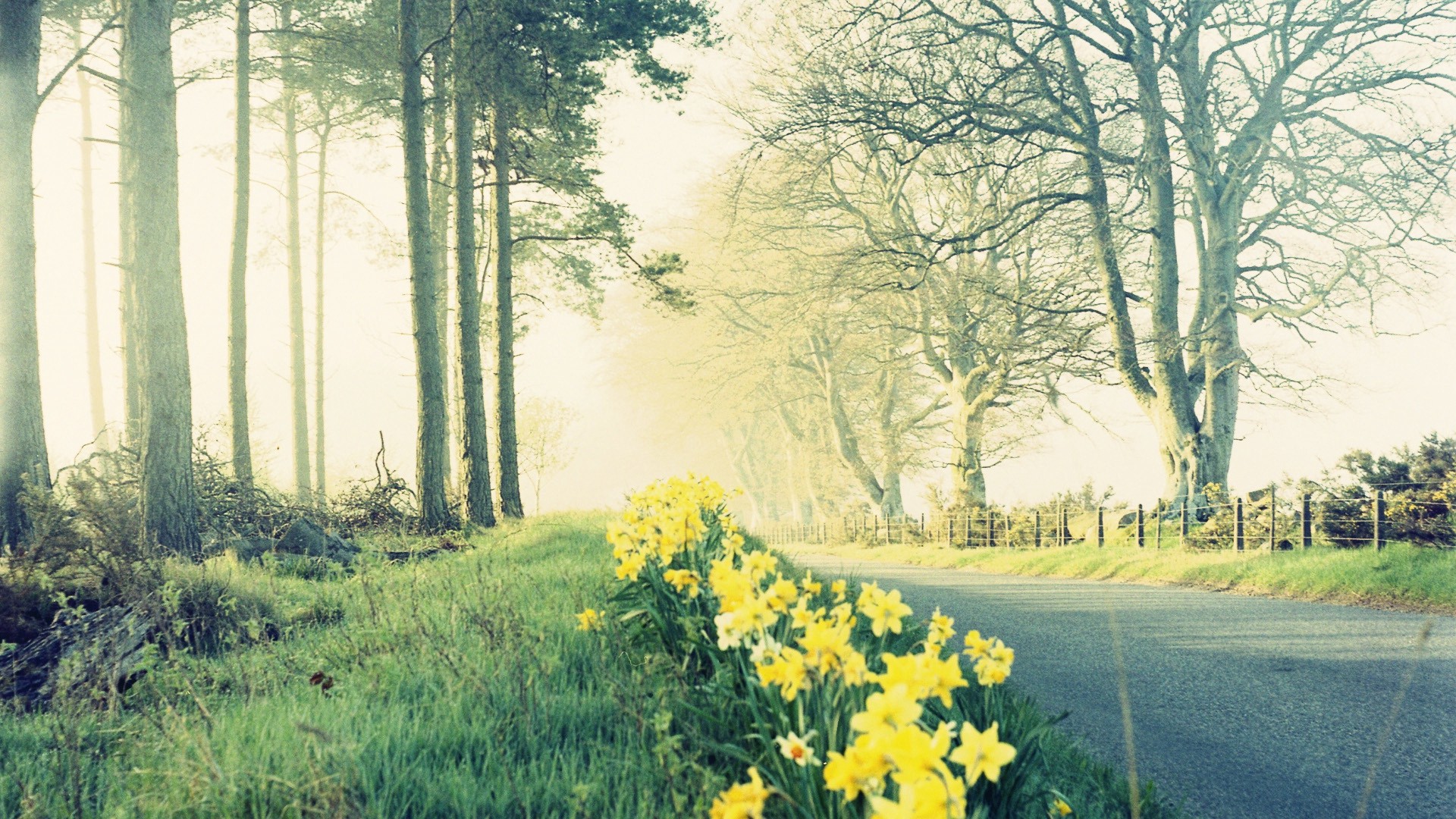 1920x1080 wallpapers: flowers, nature, road, good (image)