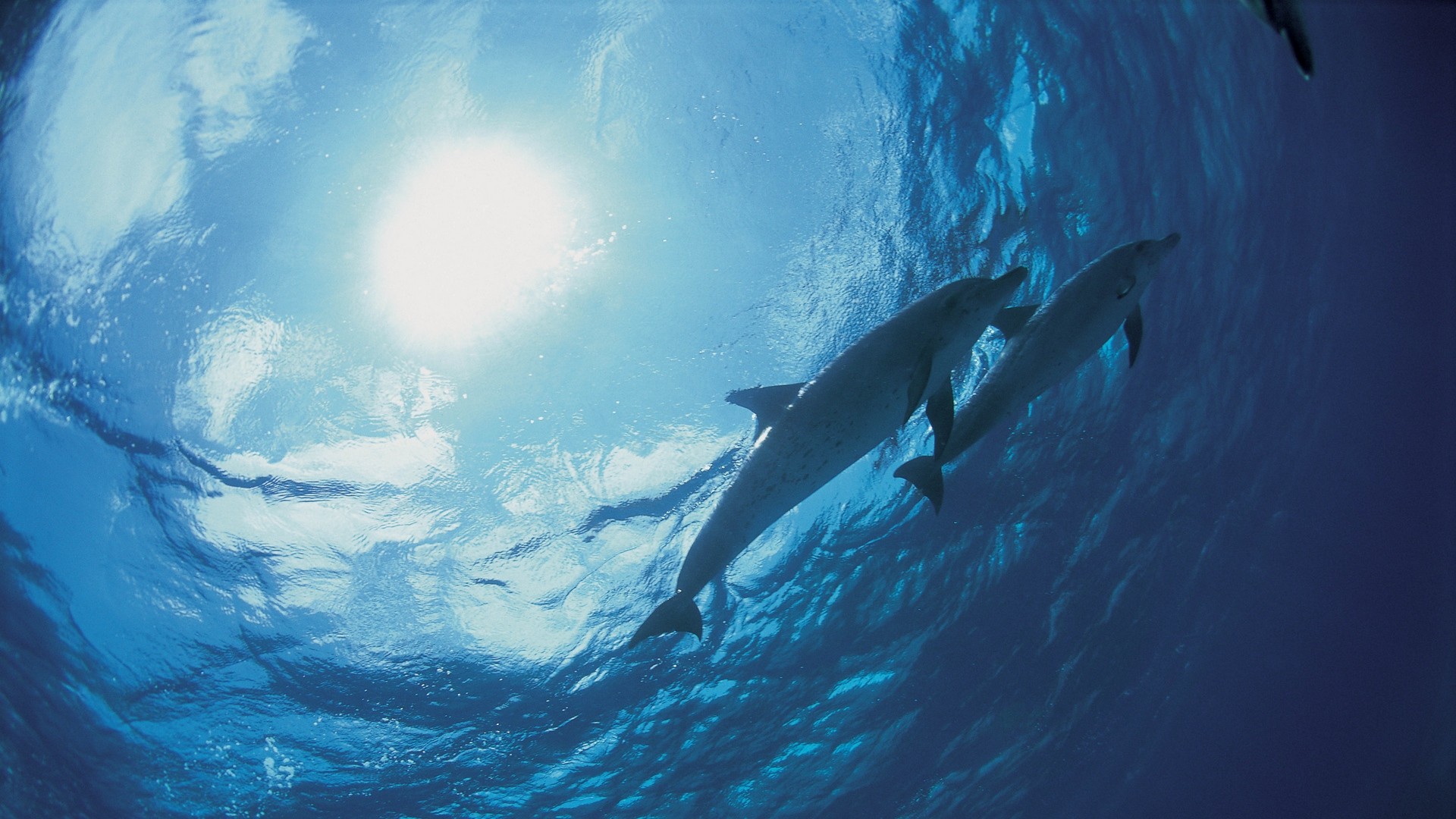 イルカ 海底 海 写真 写真 デスクトップ壁紙