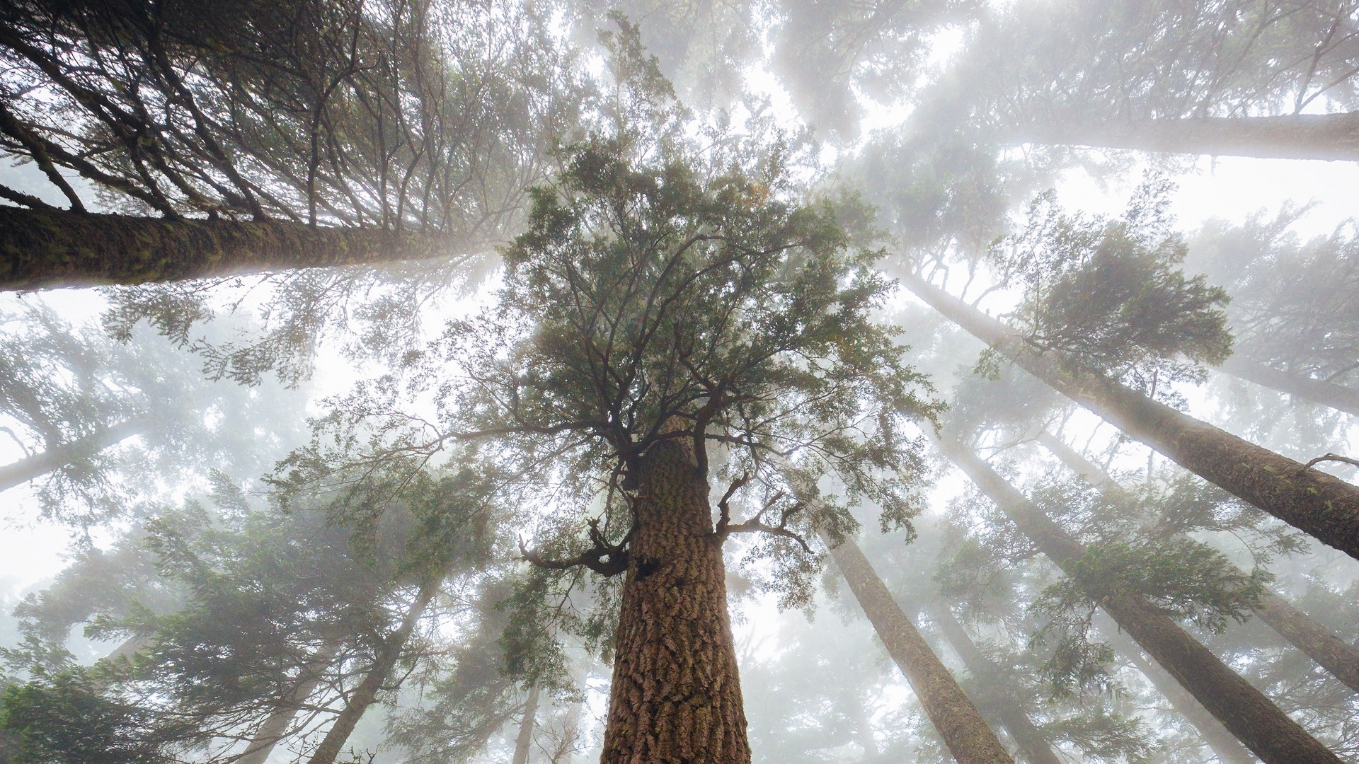 1920x1080 wallpapers: trees, fog, forest, trunk, bottom view (image)
