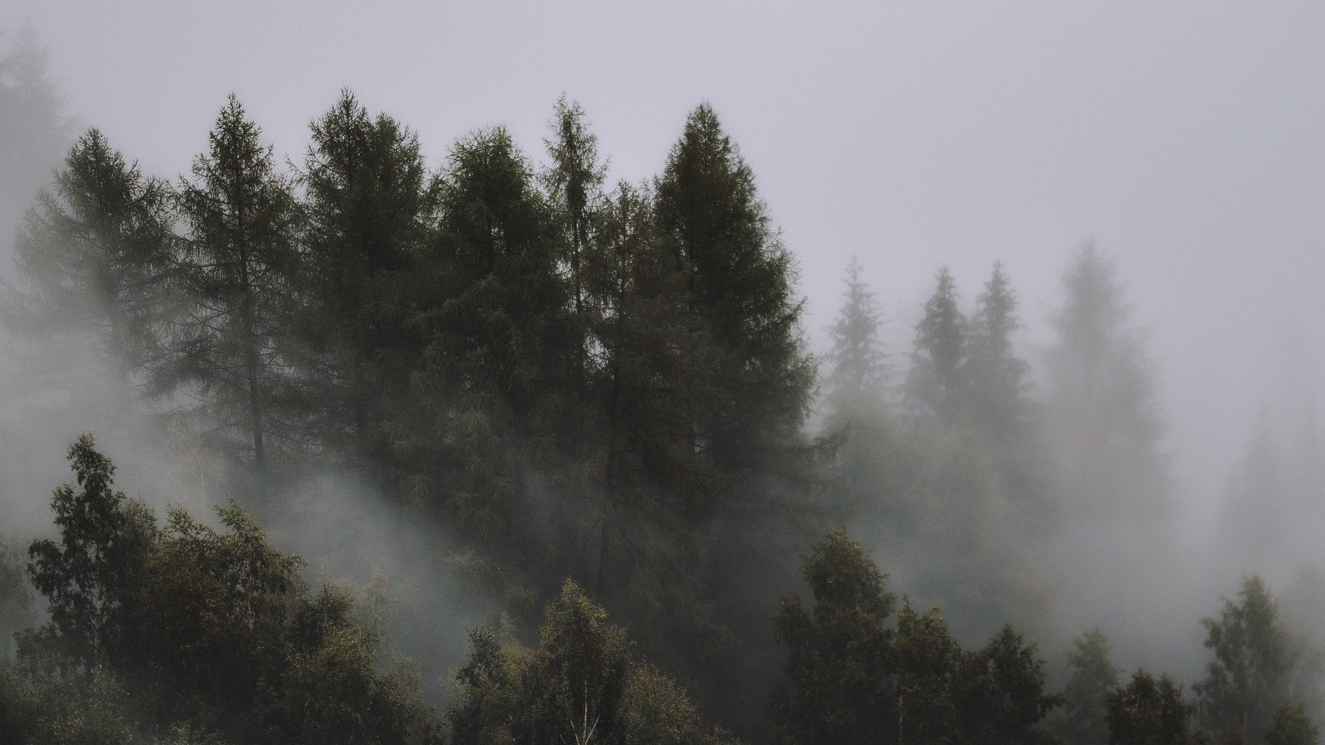 1920x1080 wallpapers: trees, fog, treetops, sky (image)