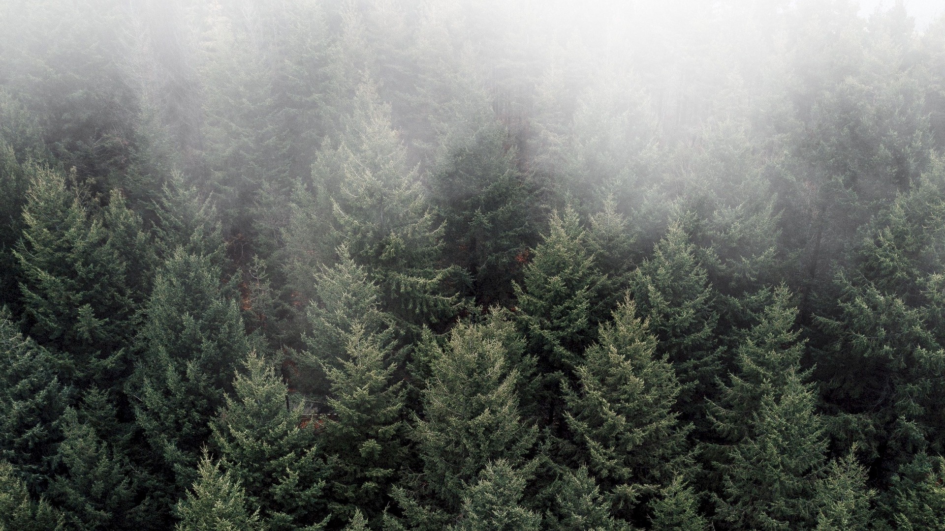 1920x1080 wallpapers: trees, fog, treetops, forest, top view (image)