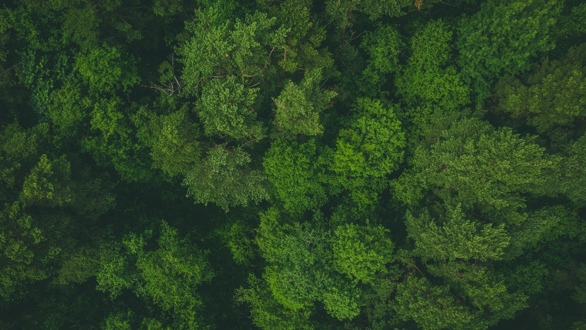 木 梢 トップビュー 森林 緑 写真 写真 デスクトップ壁紙