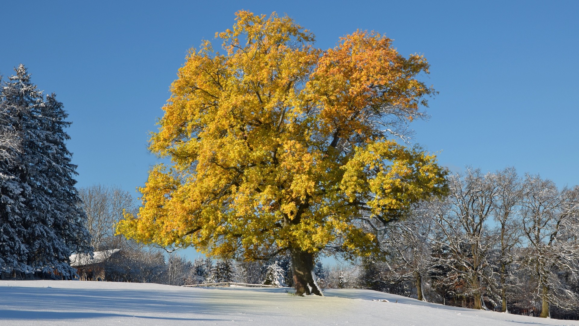 木 葉 黄色 冬 カバー 雪 写真 写真 デスクトップ壁紙