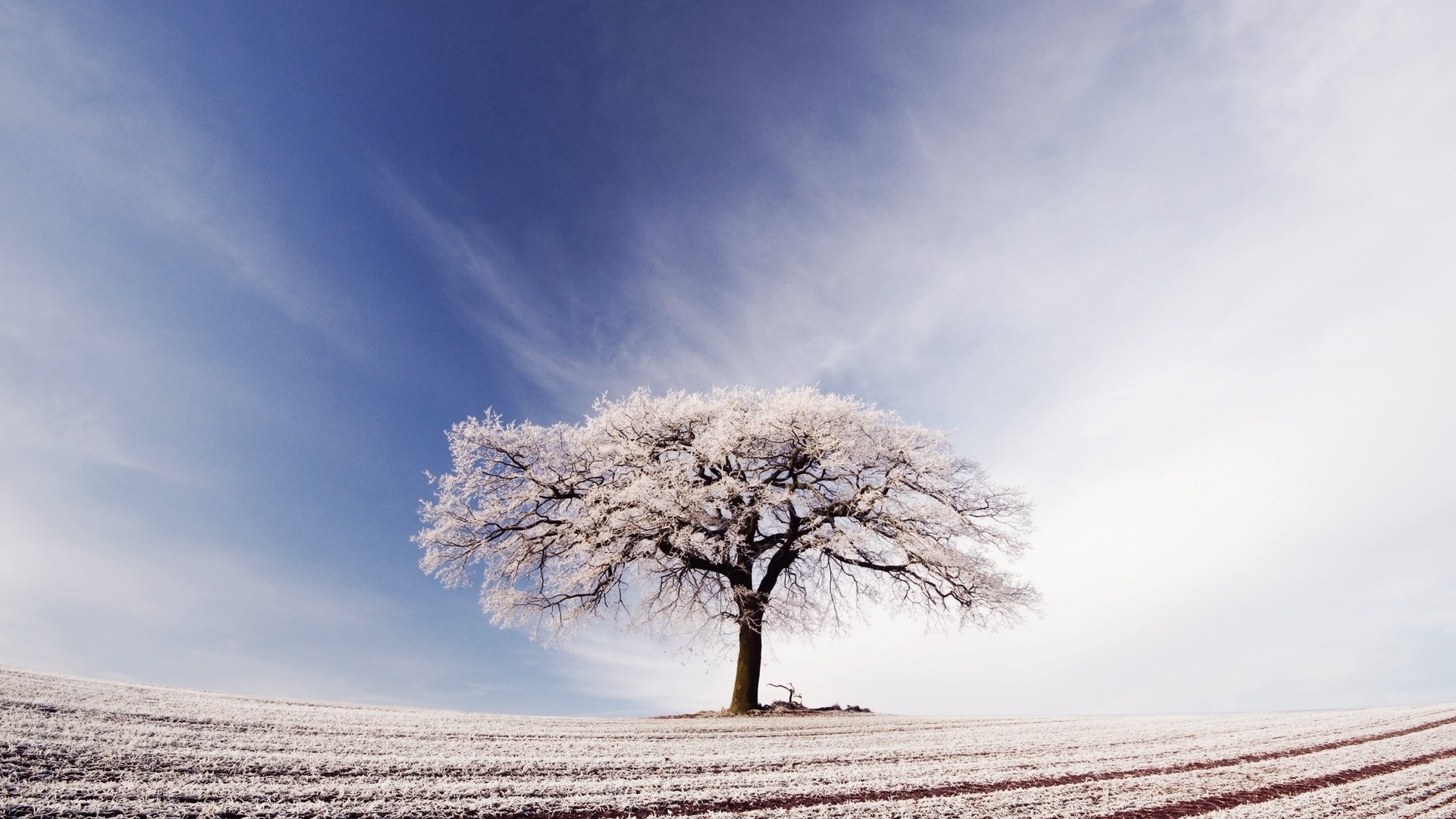 1920x1080 wallpapers: tree, lonely, hoarfrost, field (image)
