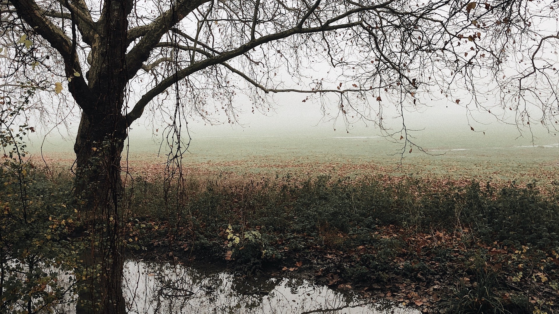 1920x1080 wallpapers: tree, autumn, fog, river, fallen, melancholy (image)