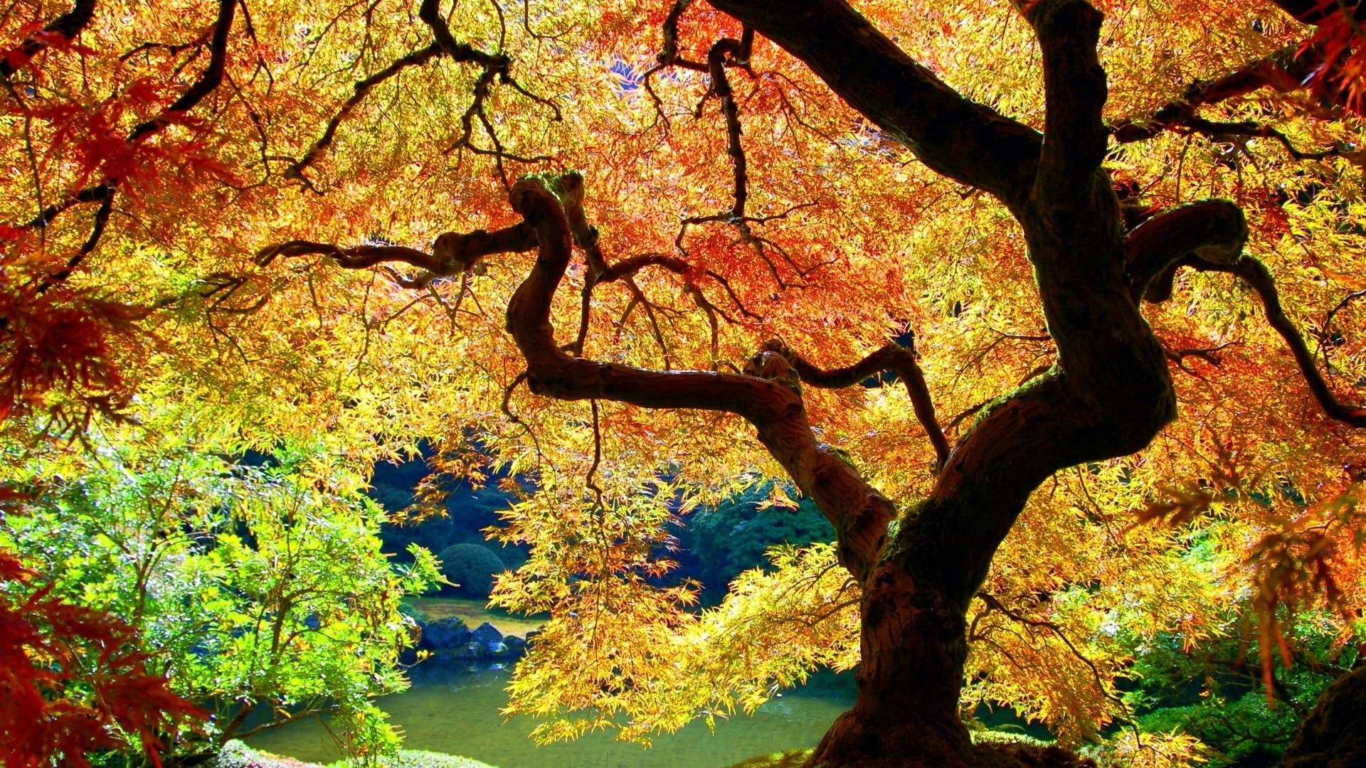 1920x1080 wallpapers: tree, trunk, bends, branches, autumn (image)