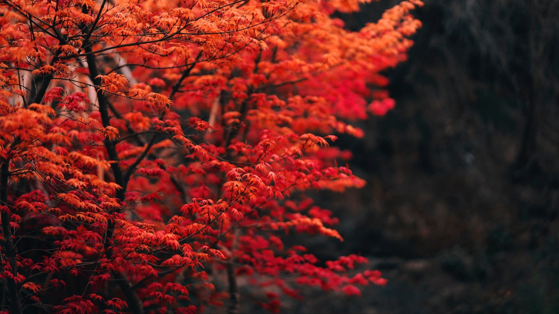 1920x1080 wallpapers: tree, branches, leaves, red, velocidad (image)