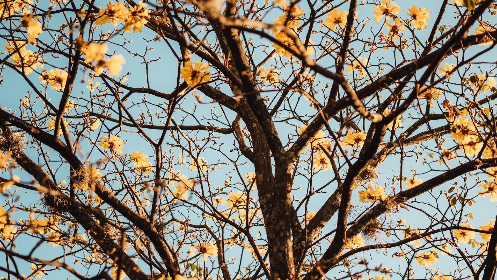 1920x1080 wallpapers: tree, branches, flowers, flowering (image)