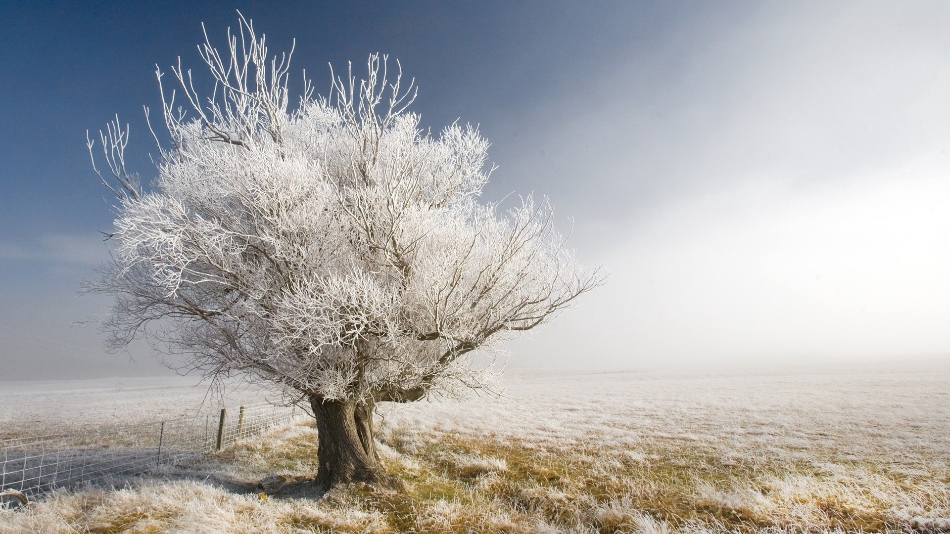 1920x1080 wallpapers: tree, branches, hoarfrost, gray hair, bare, sleep (image)