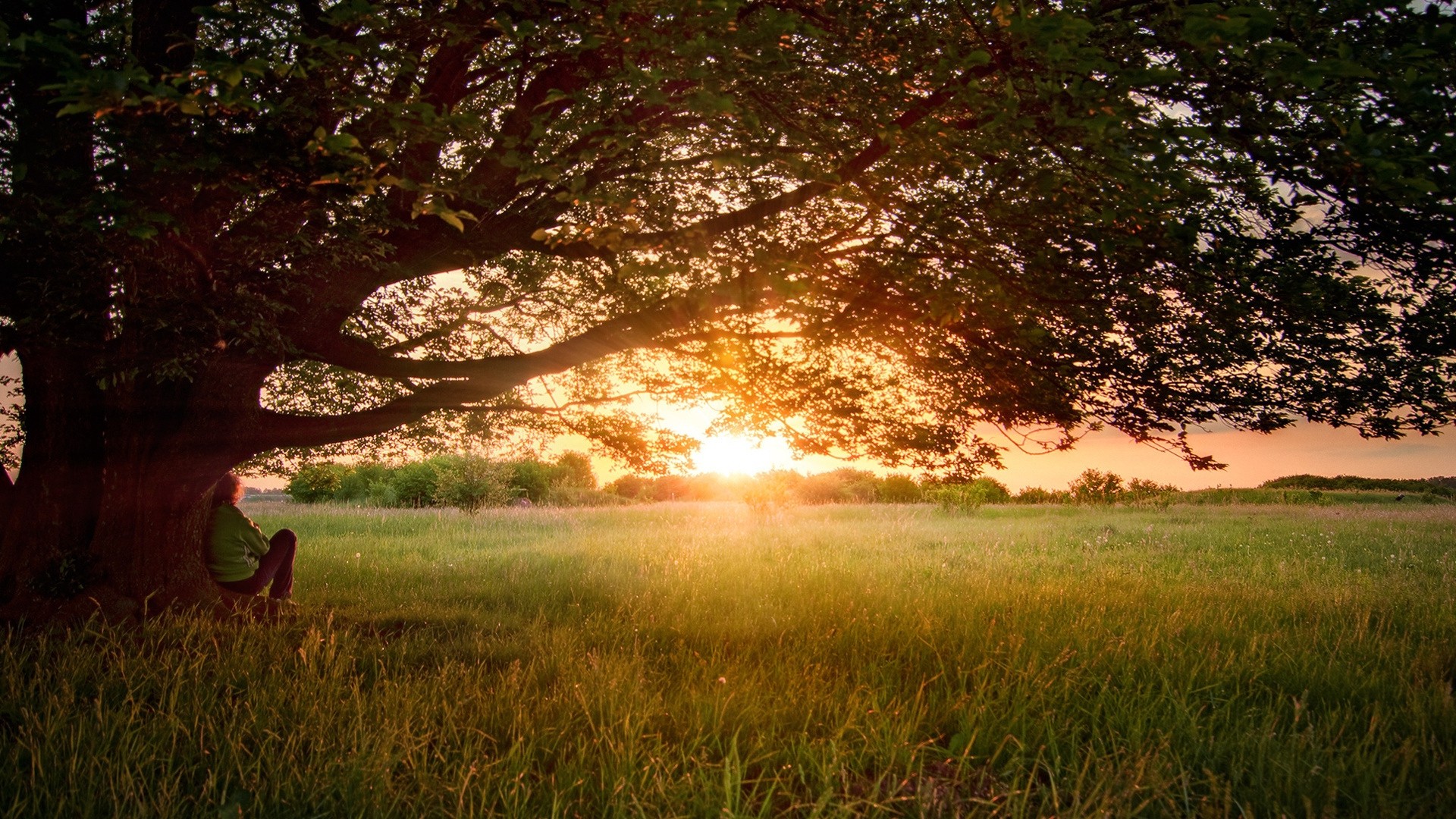 1920x1080 wallpapers: tree, branches, crown, spreading, field, sunset, dreams, evening (image)