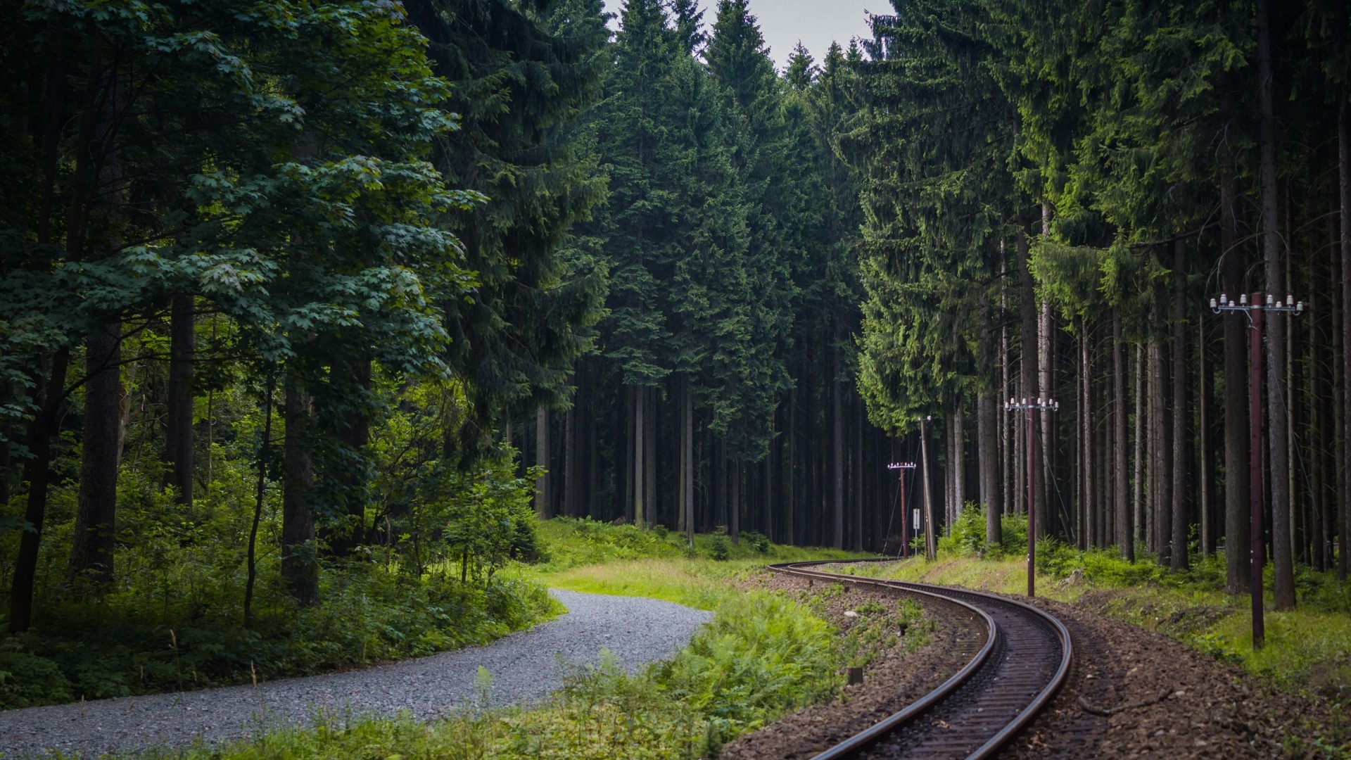 1920x1080 wallpapers: trees, forest, railway (image)