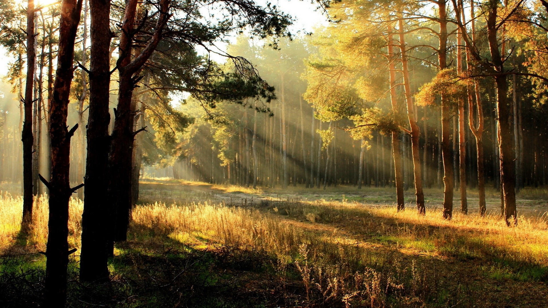 1920x1080 wallpapers: trees, glade, light, the sun, edge, dawn, young growth (image)
