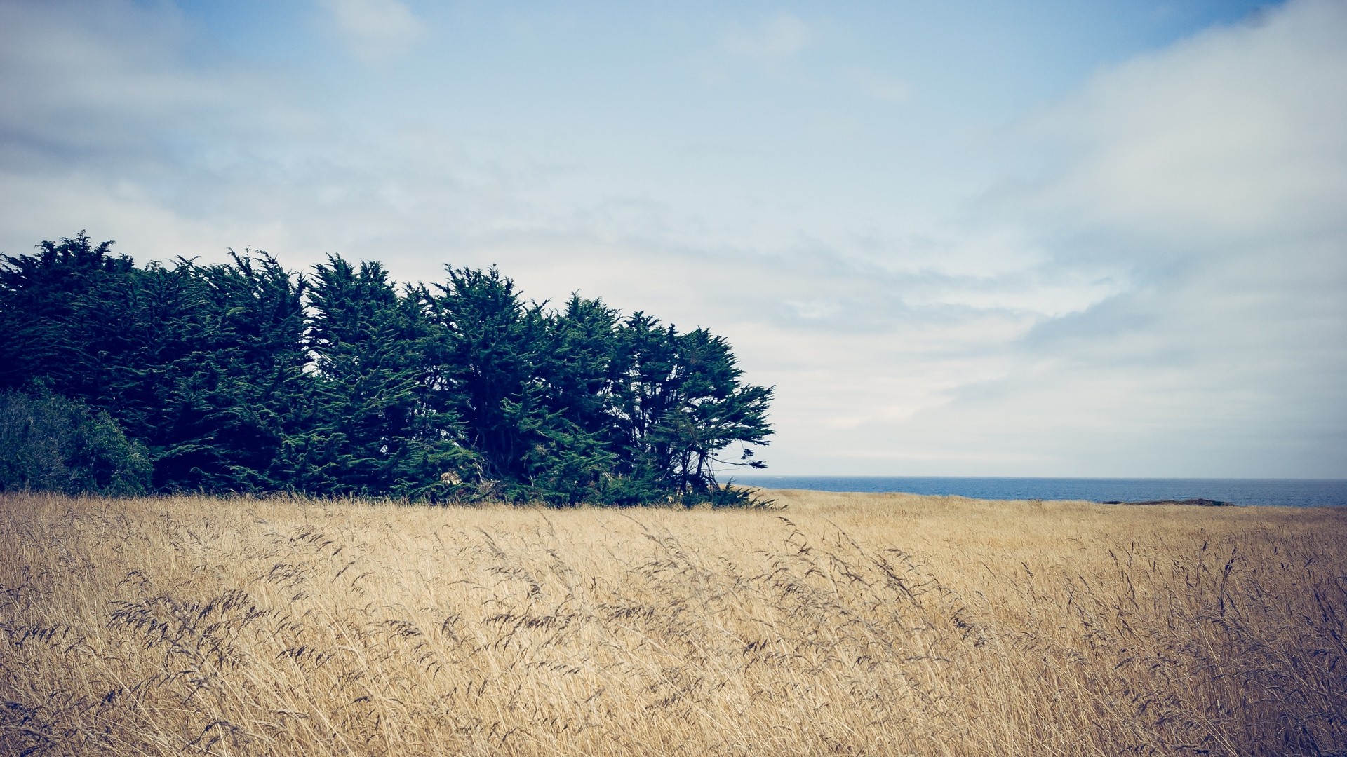 1920x1080 wallpapers: trees, grass, field, wind (image)