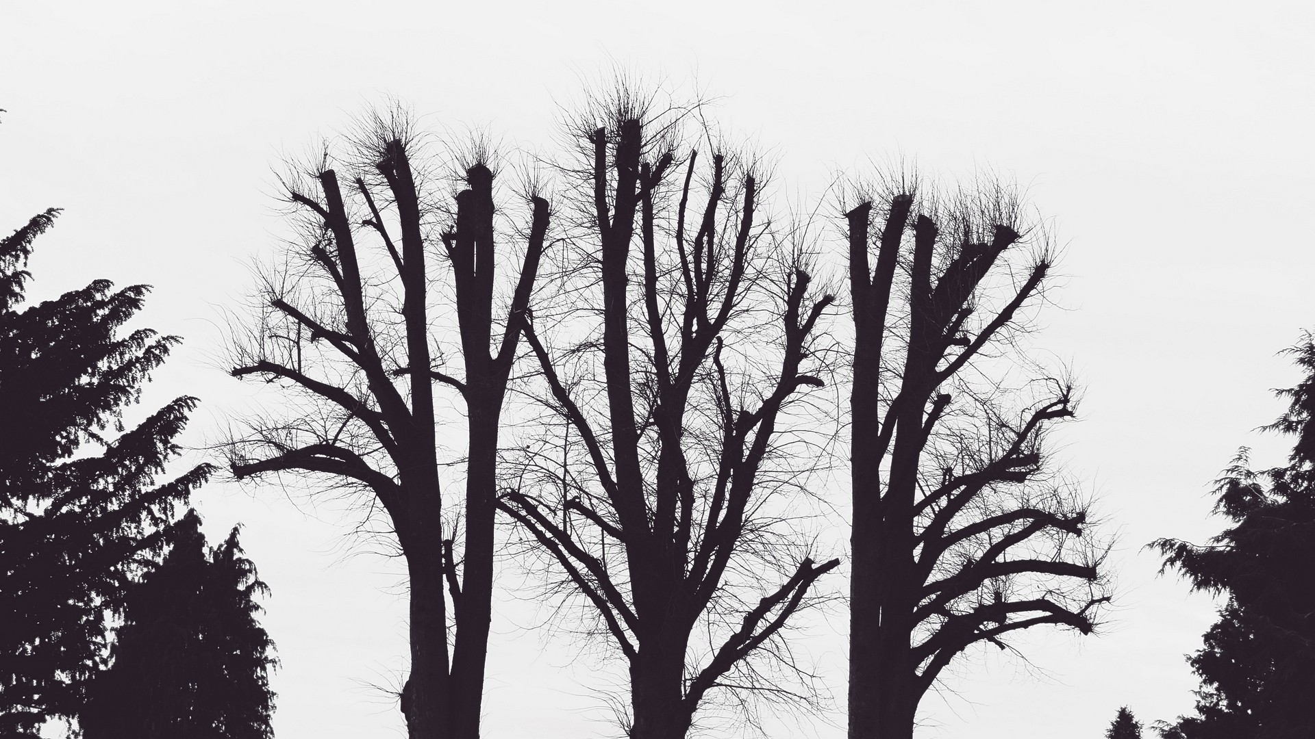 Trees, branches, aesthetic, black and white (bw) | picture, photo ...