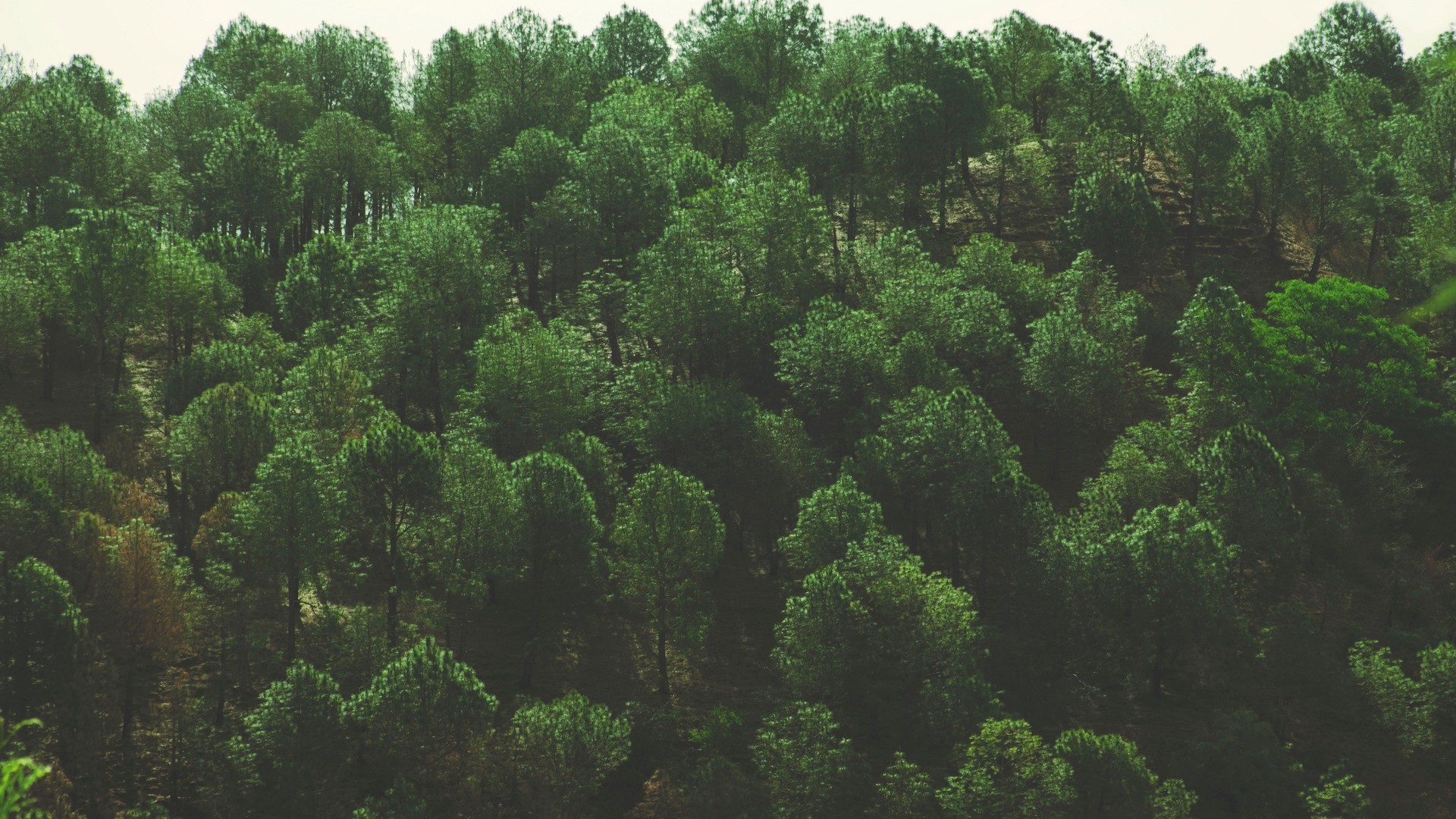 1920x1080 wallpapers: trees, top view, foliage (image)