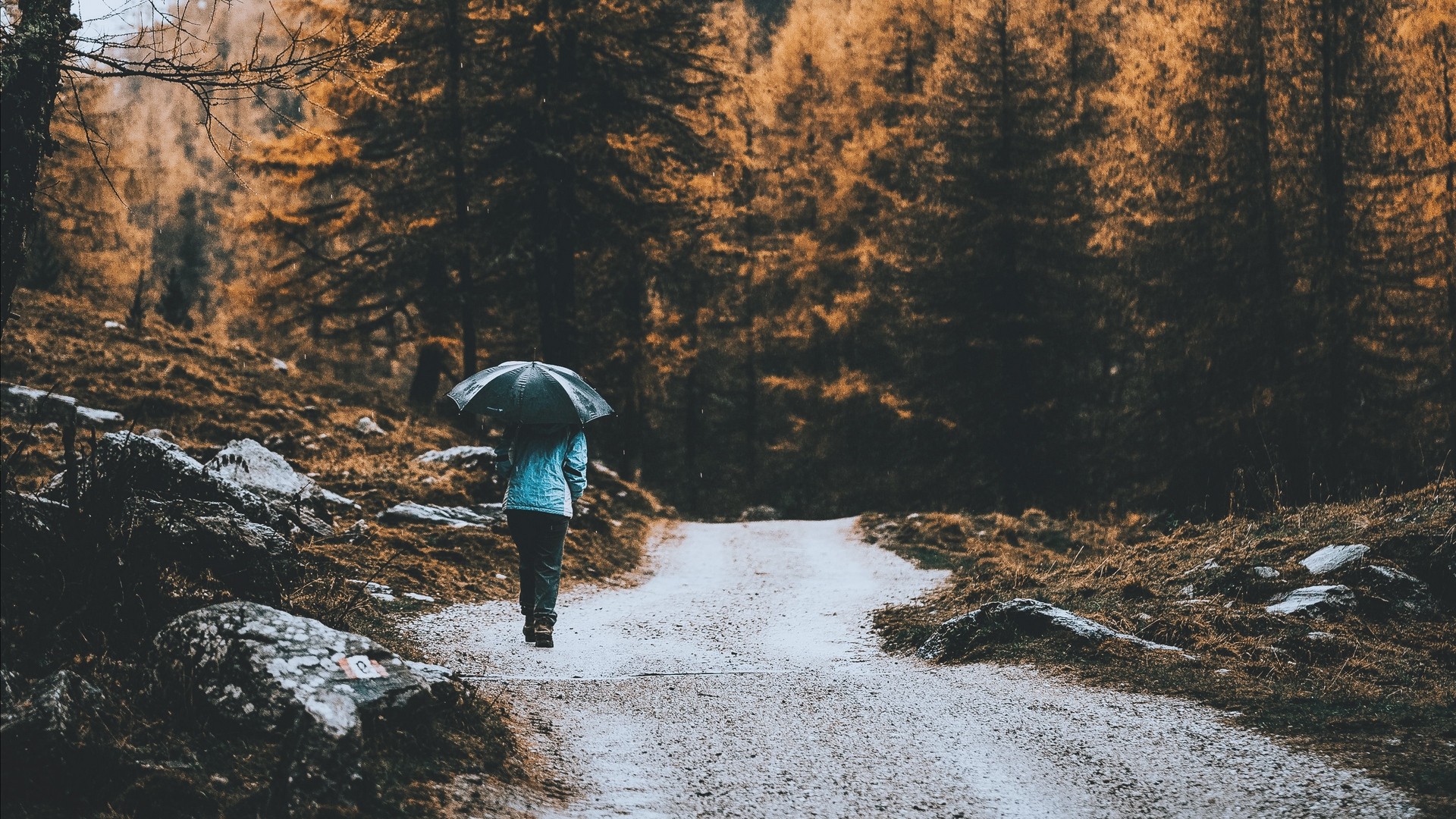 1920x1080 wallpapers: road, forest, man, umbrella (image)