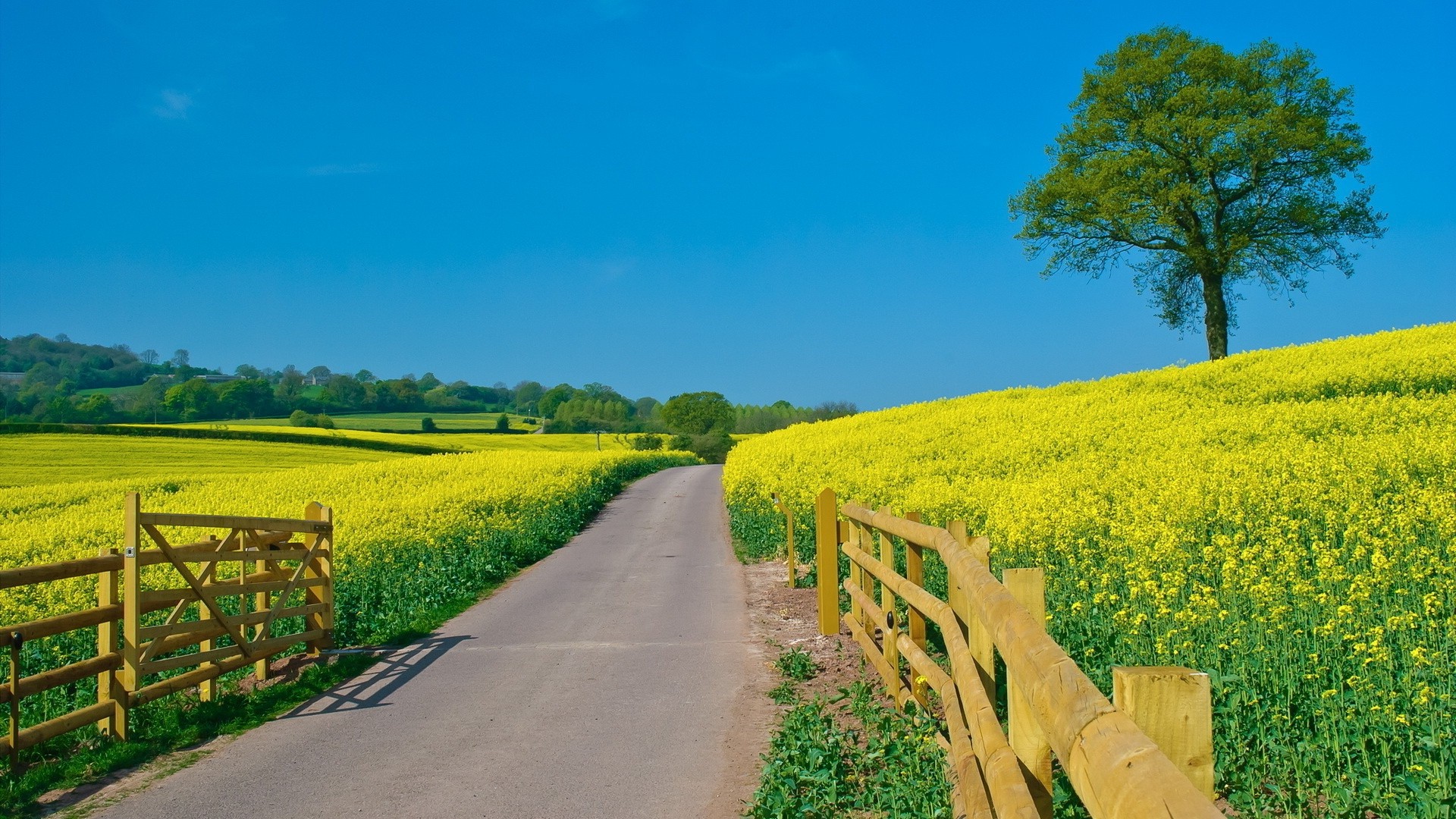 1920x1080 wallpapers: road, fencing, summer, flowers, open spaces, day, slopes (image)