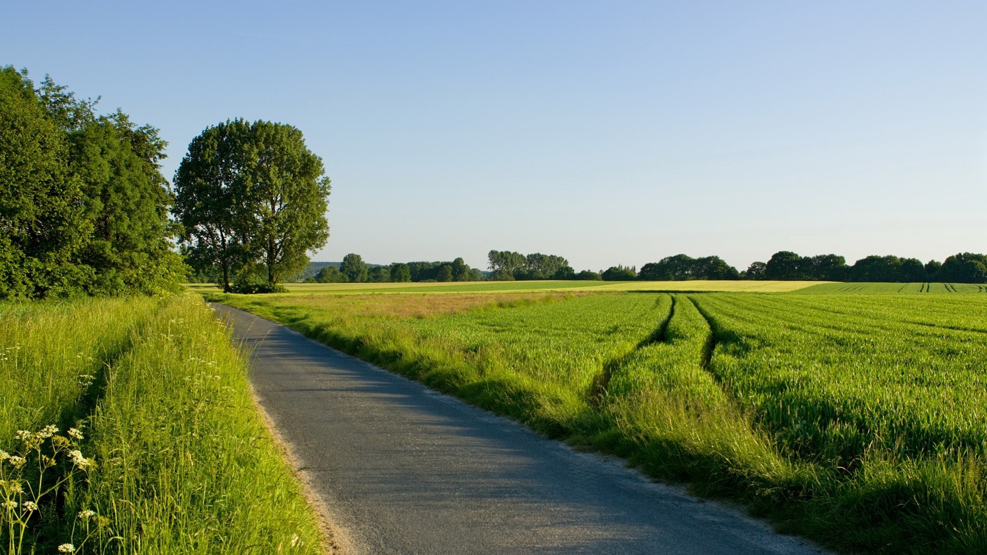 1920x1080 wallpapers: road, field, greens, traces, trees (image)