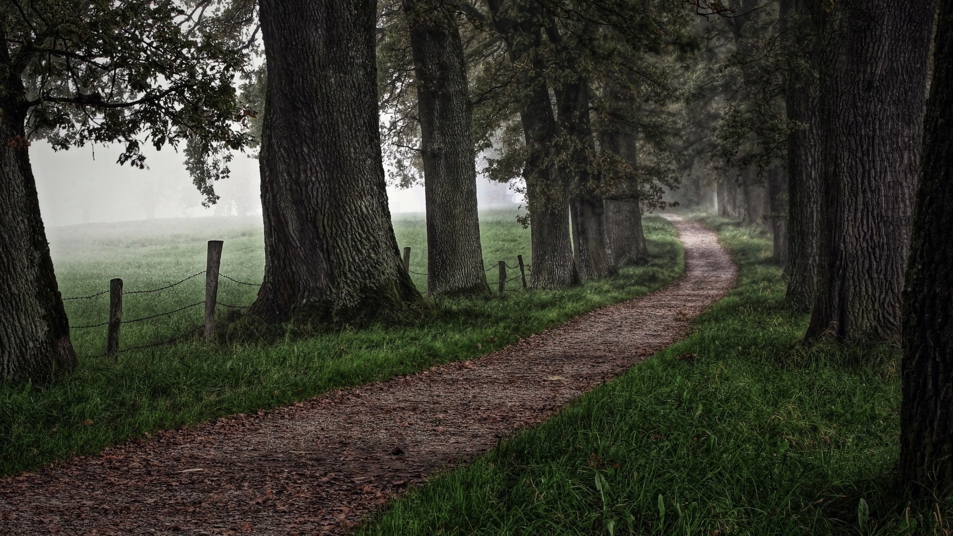 1920x1080 wallpapers: road, grass, trees, forest (image)
