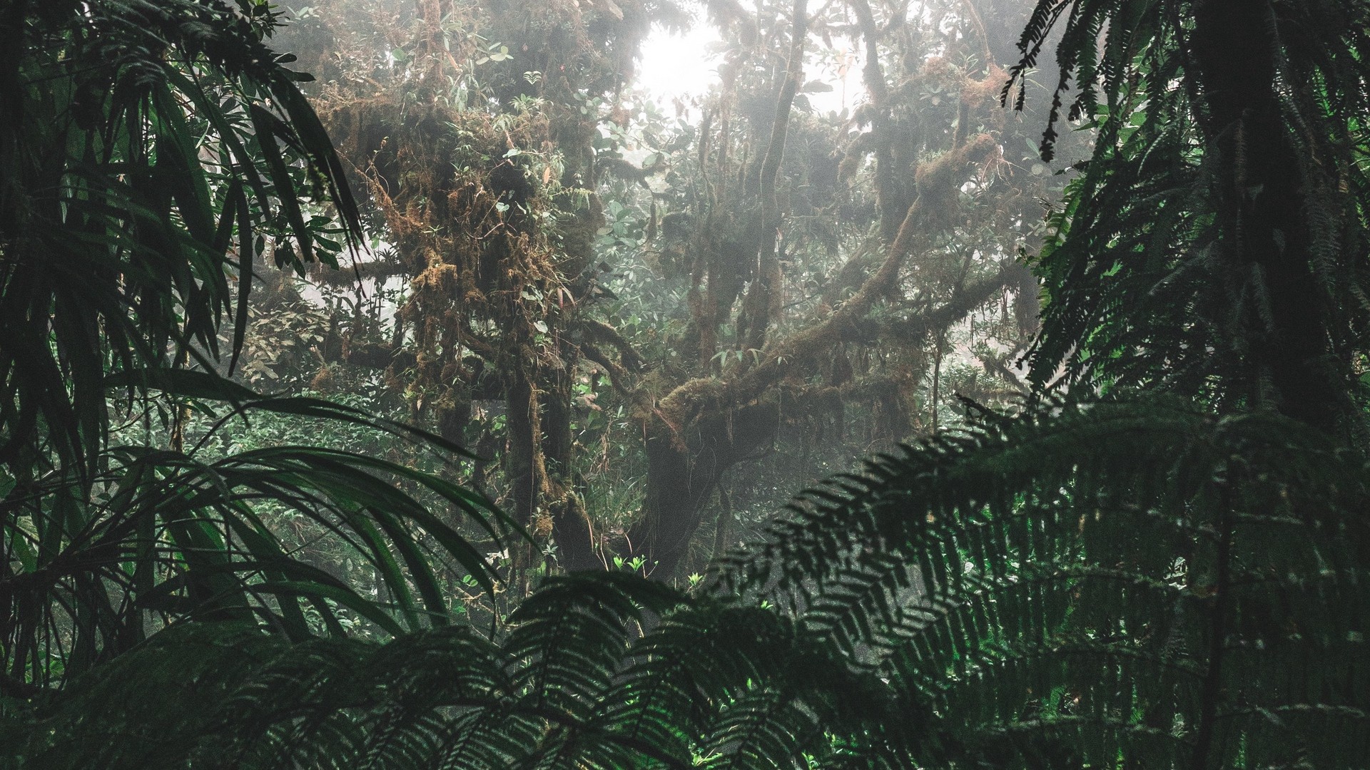ジャングル 森林 霧 木 茂み 熱帯 写真 写真 デスクトップ壁紙