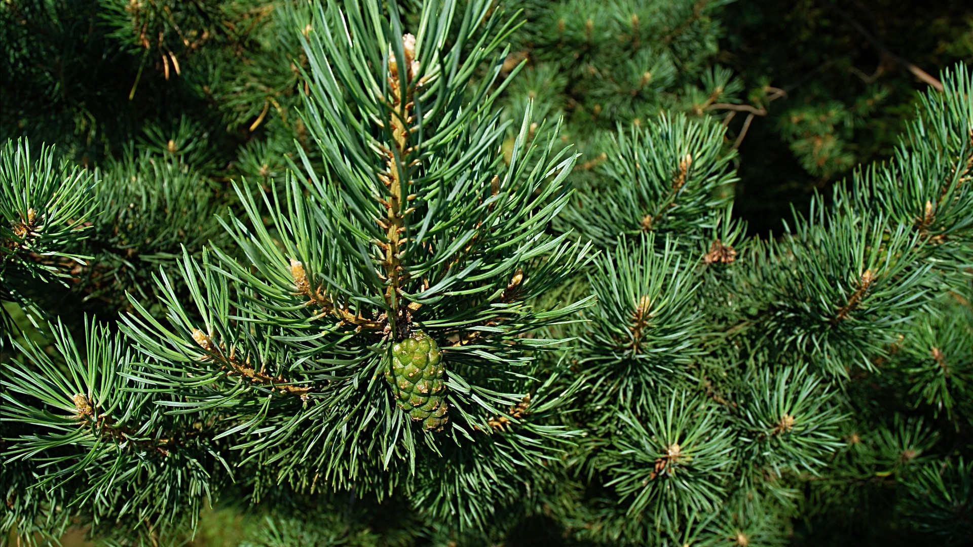 1920x1080 wallpapers: spruce, branch, thorns, cone (image)