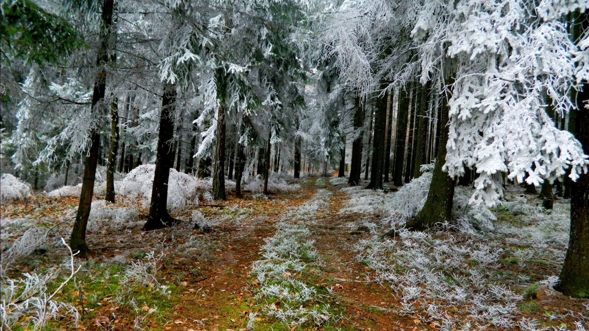 1920x1080 wallpapers: mangiato, brina, inverno, strada, rami (image)