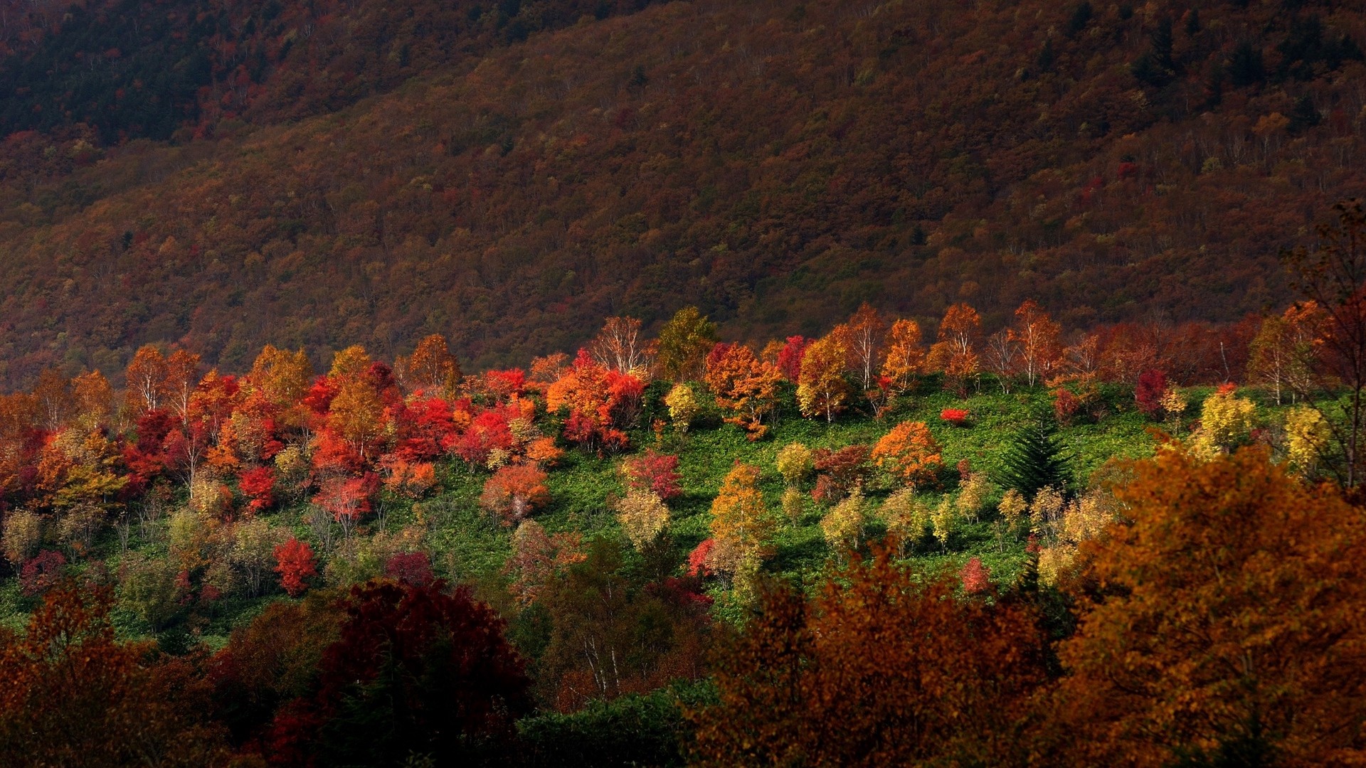 1920x1080 wallpapers: mountains, trees, autumn, grass (image)