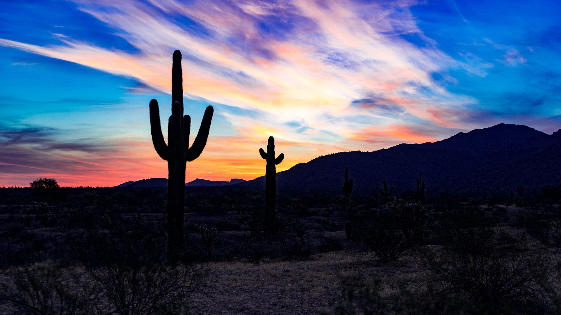 Cacti, sunset, desert, clouds | picture, photo, desktop wallpaper.