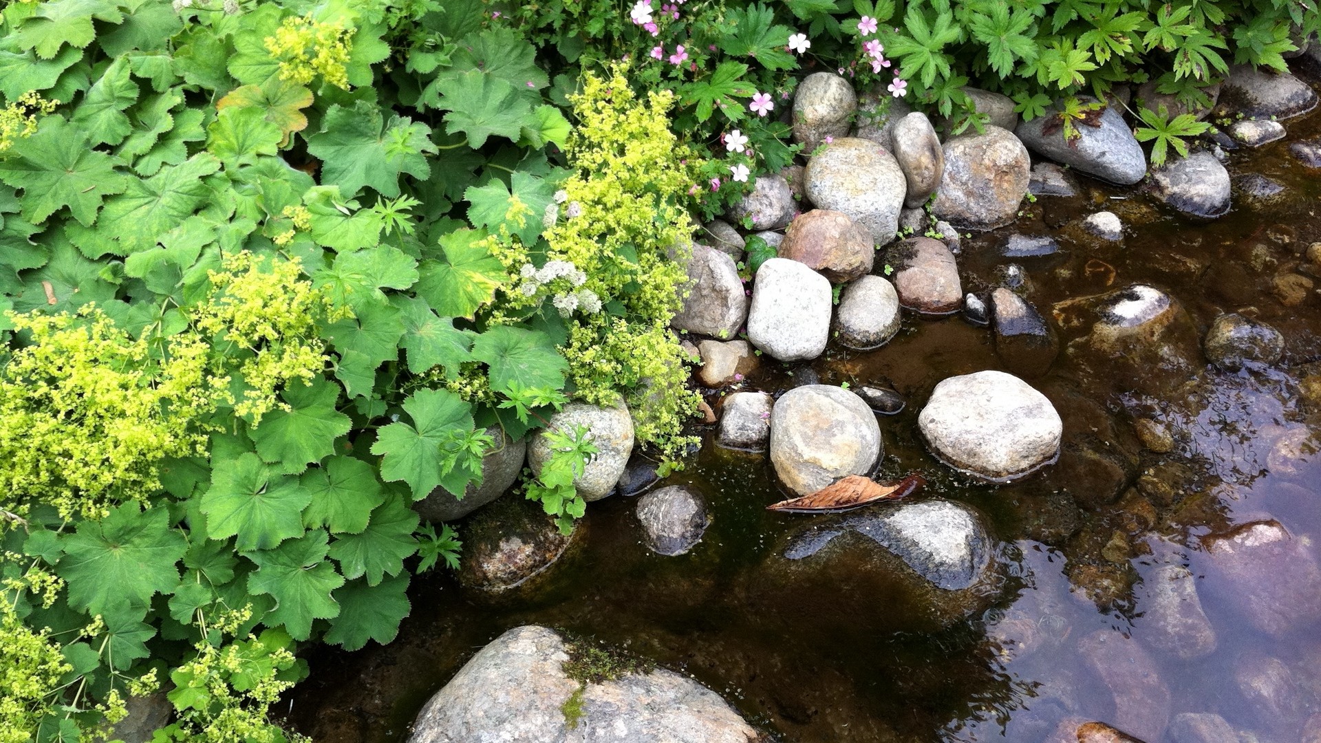 1920x1080 wallpapers: stones, plants, water, nature (image)