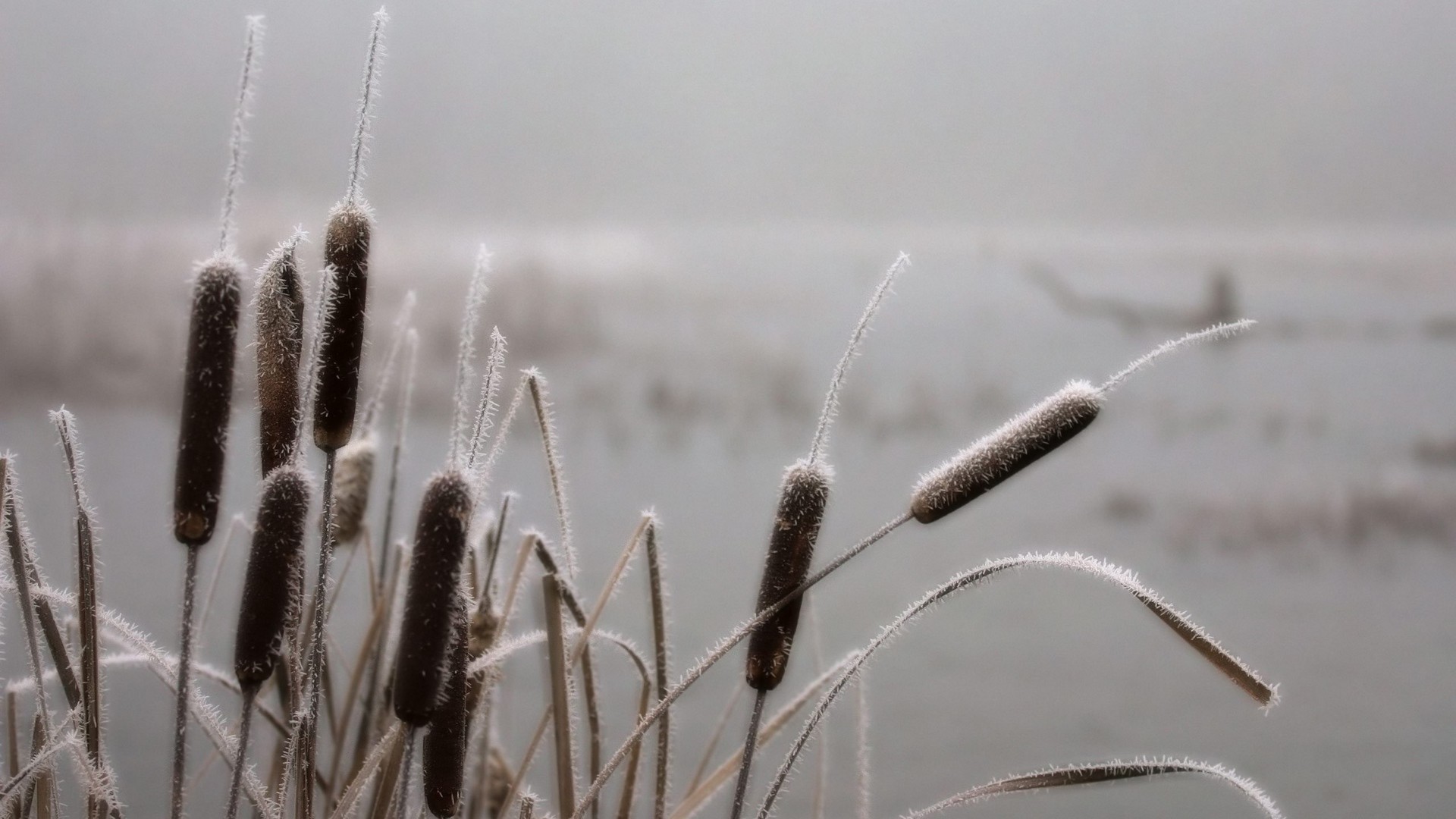 1920x1080 wallpapers: reeds, hoarfrost, frost, november (image)