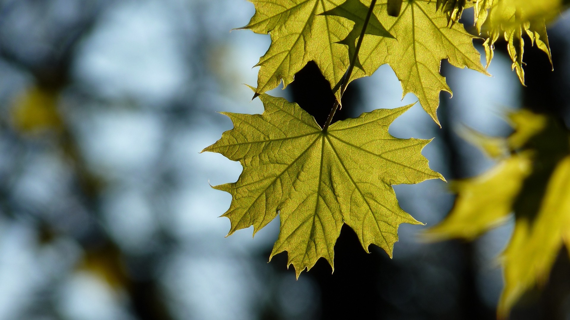 1920x1080 wallpapers: maple, leaf, blur (image)