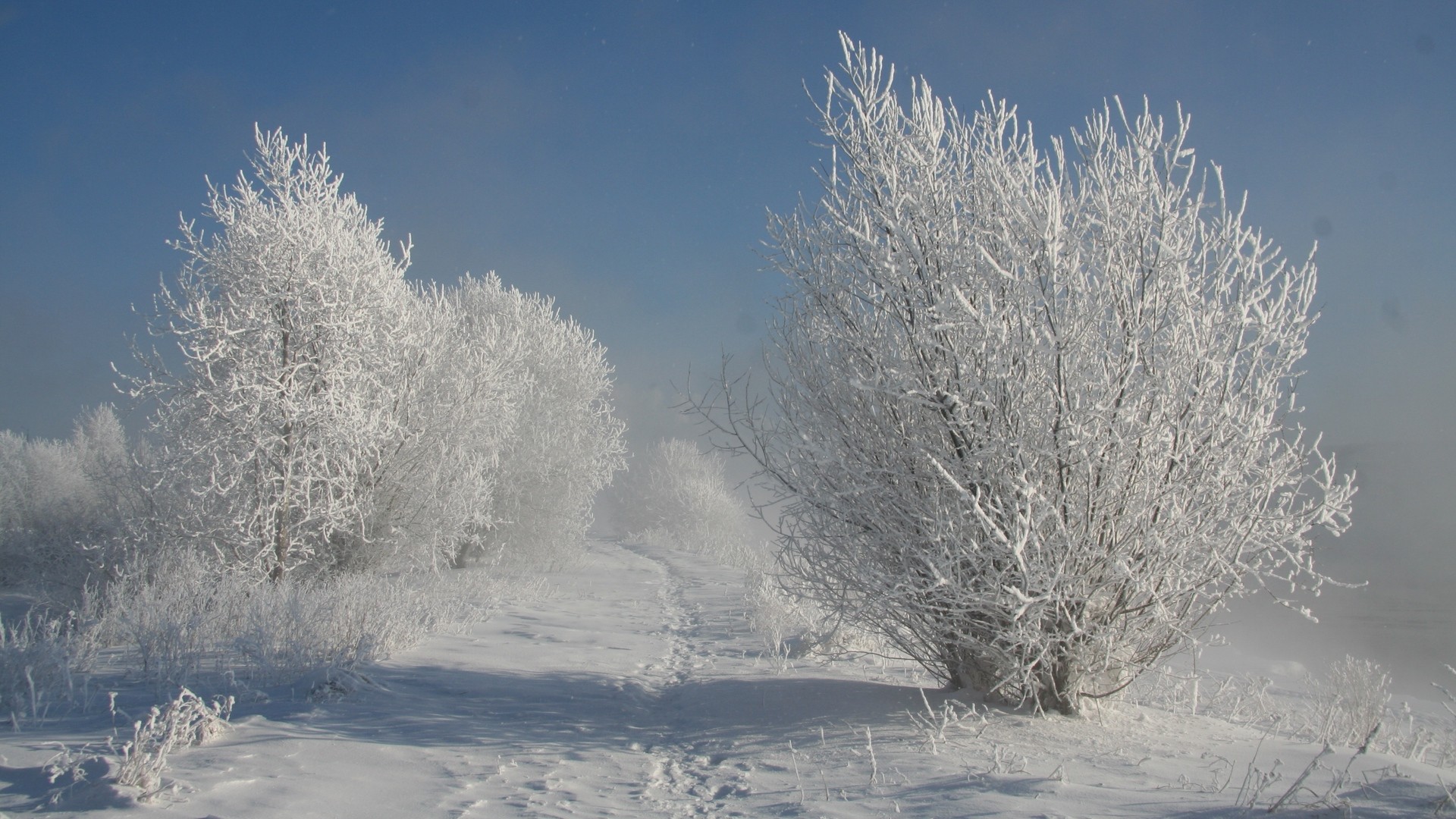 1920x1080 wallpapers: bushes, hoarfrost, snow, tracks, snow-white, landscape, shadows (image)