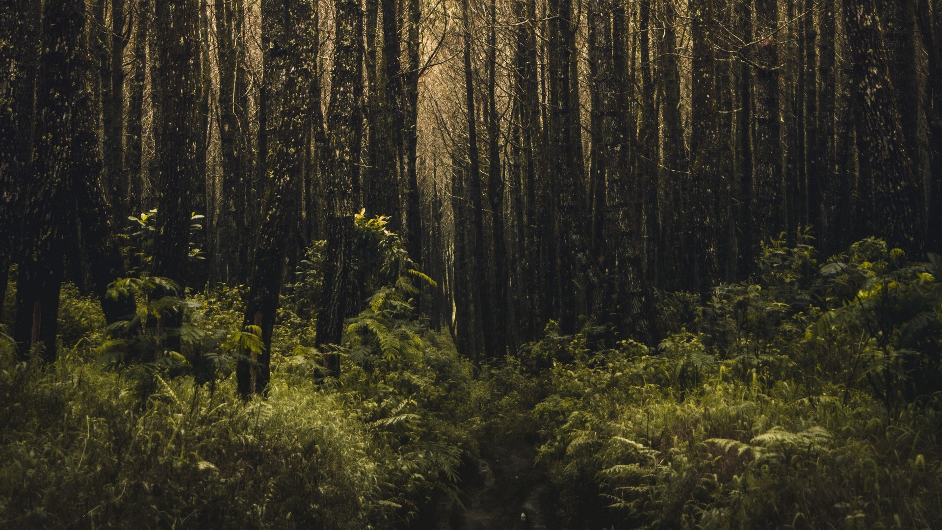 1920x1080 wallpapers: forest, trees, branches, vegetation (image)