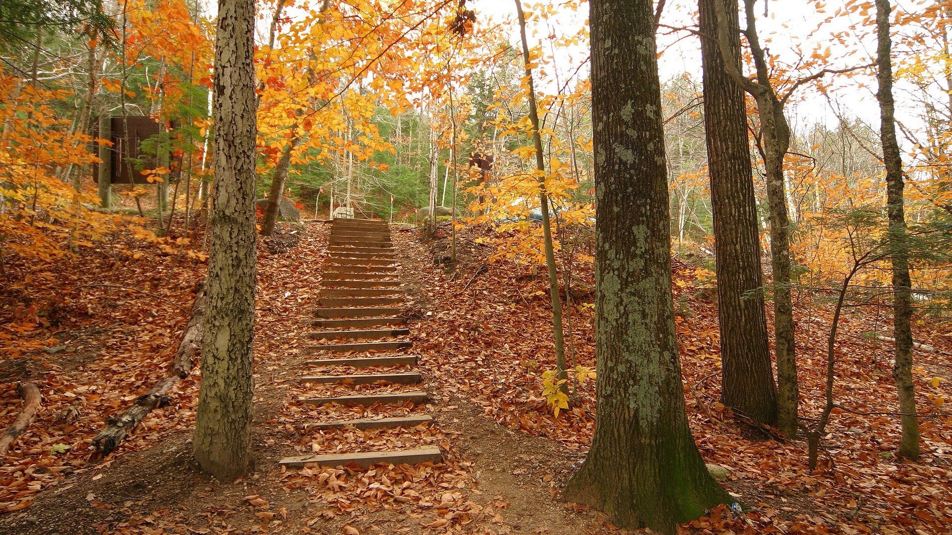 Forest, trees, steps, autumn, descent, leaves | picture, photo, desktop ...