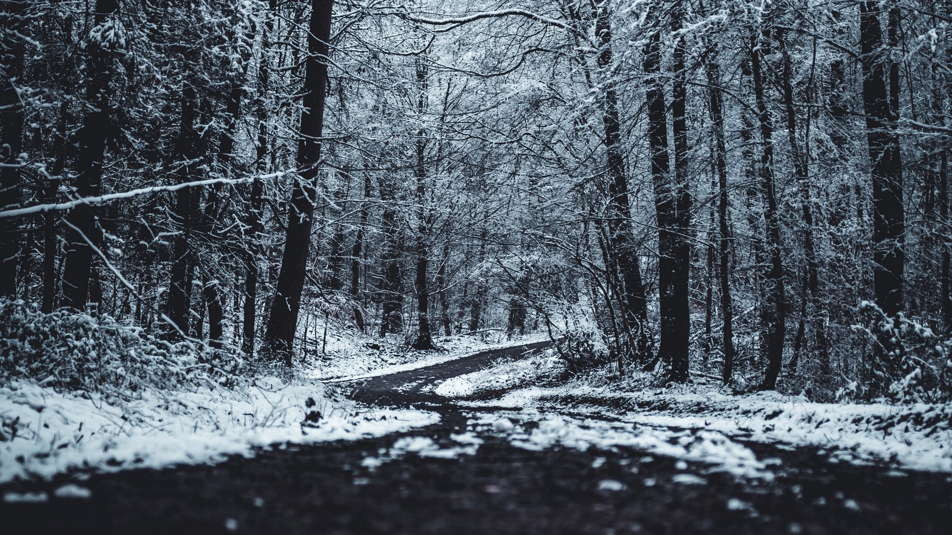1920x1080 wallpapers: forest, trees, trail, winter (image)