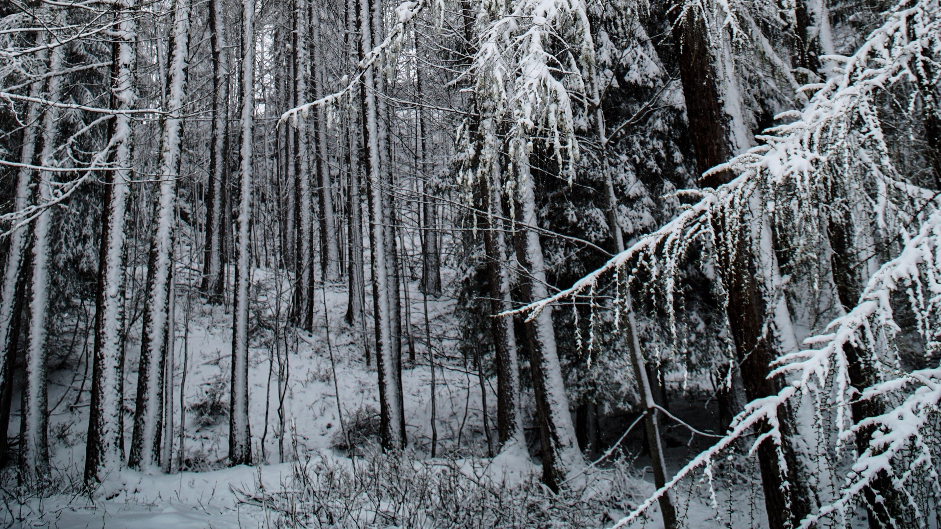 Wald, schnee, bäume, schneebedeckt | Bild, Foto, Desktop-Hintergrund.