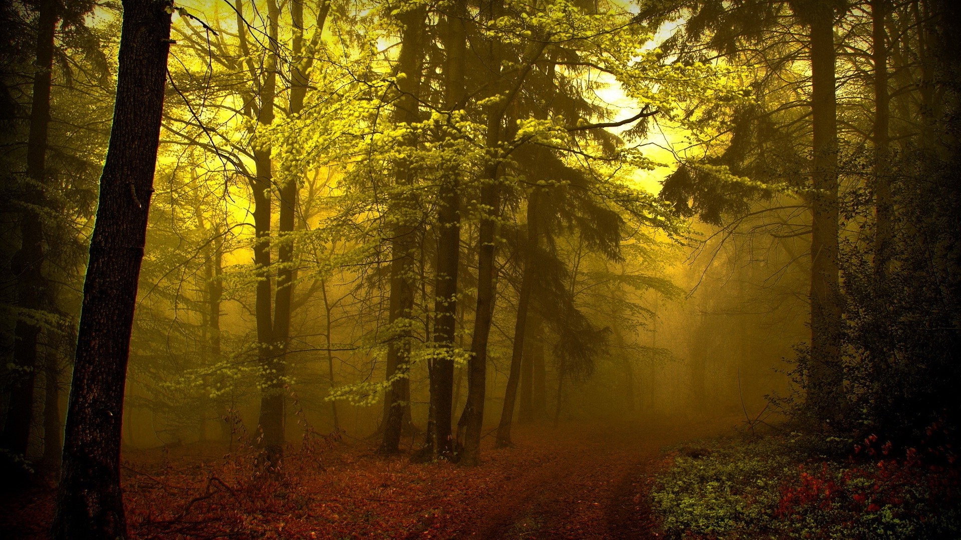 森 トレイル ヘイズ 霧 木 若い成長 神秘的な 写真 写真 デスクトップ壁紙