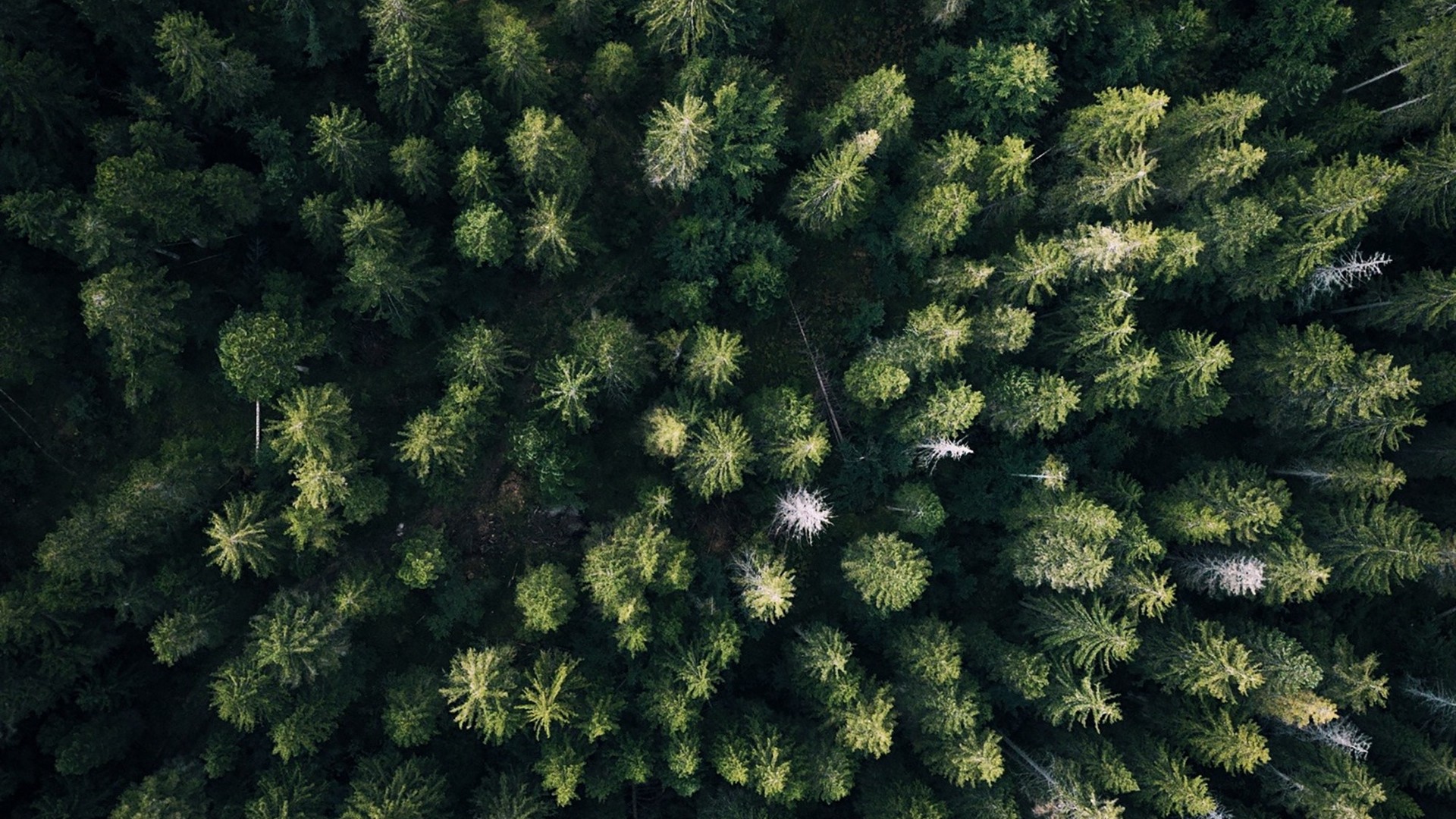 1920x1080 wallpapers: forest, top view, trees, green (image)