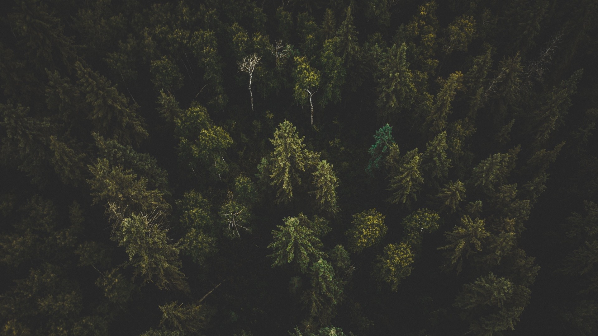 1920x1080 wallpapers: forest, top view, trees, treetops (image)