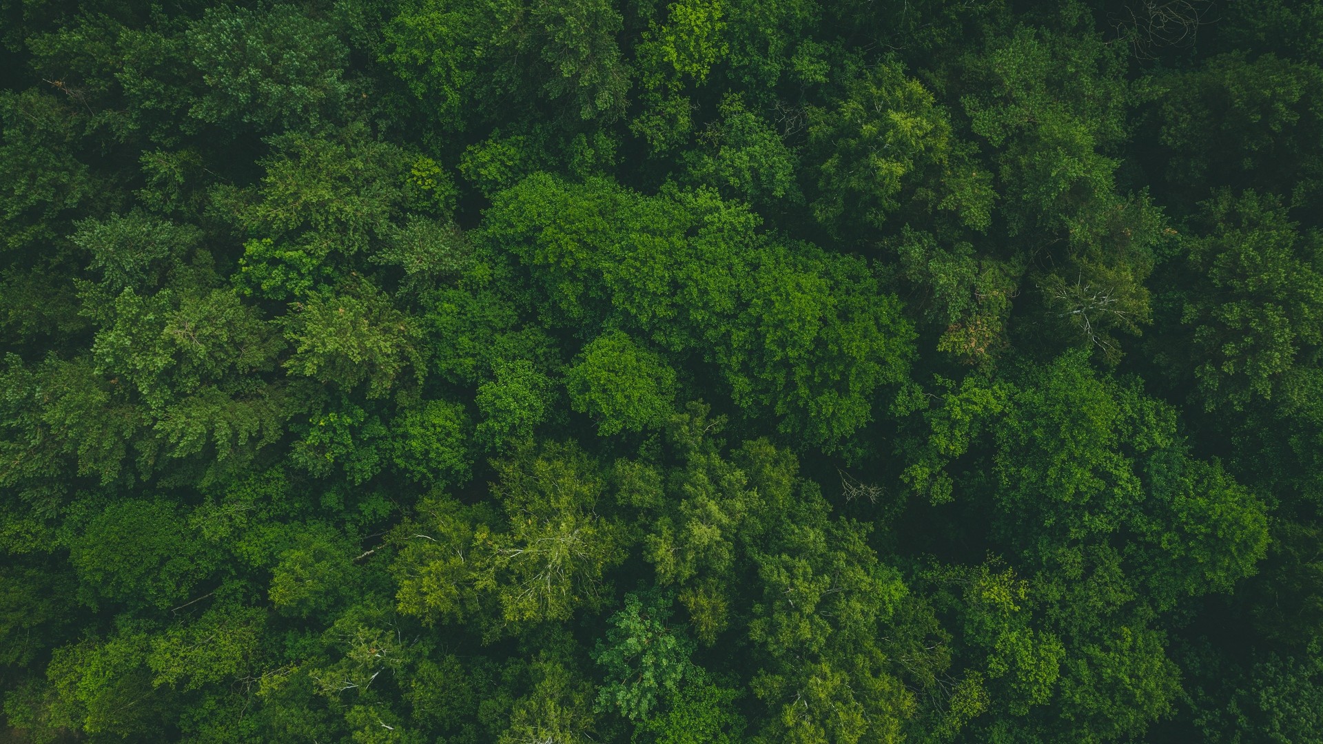 森 緑 トップビュー 木 梢 写真 写真 デスクトップ壁紙