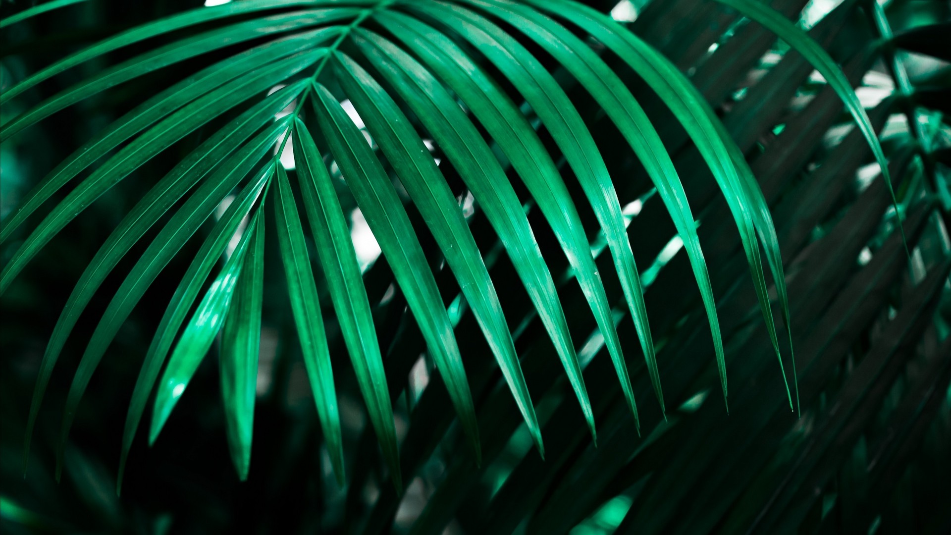 葉 植物 緑 暗い 影 写真 写真 デスクトップ壁紙