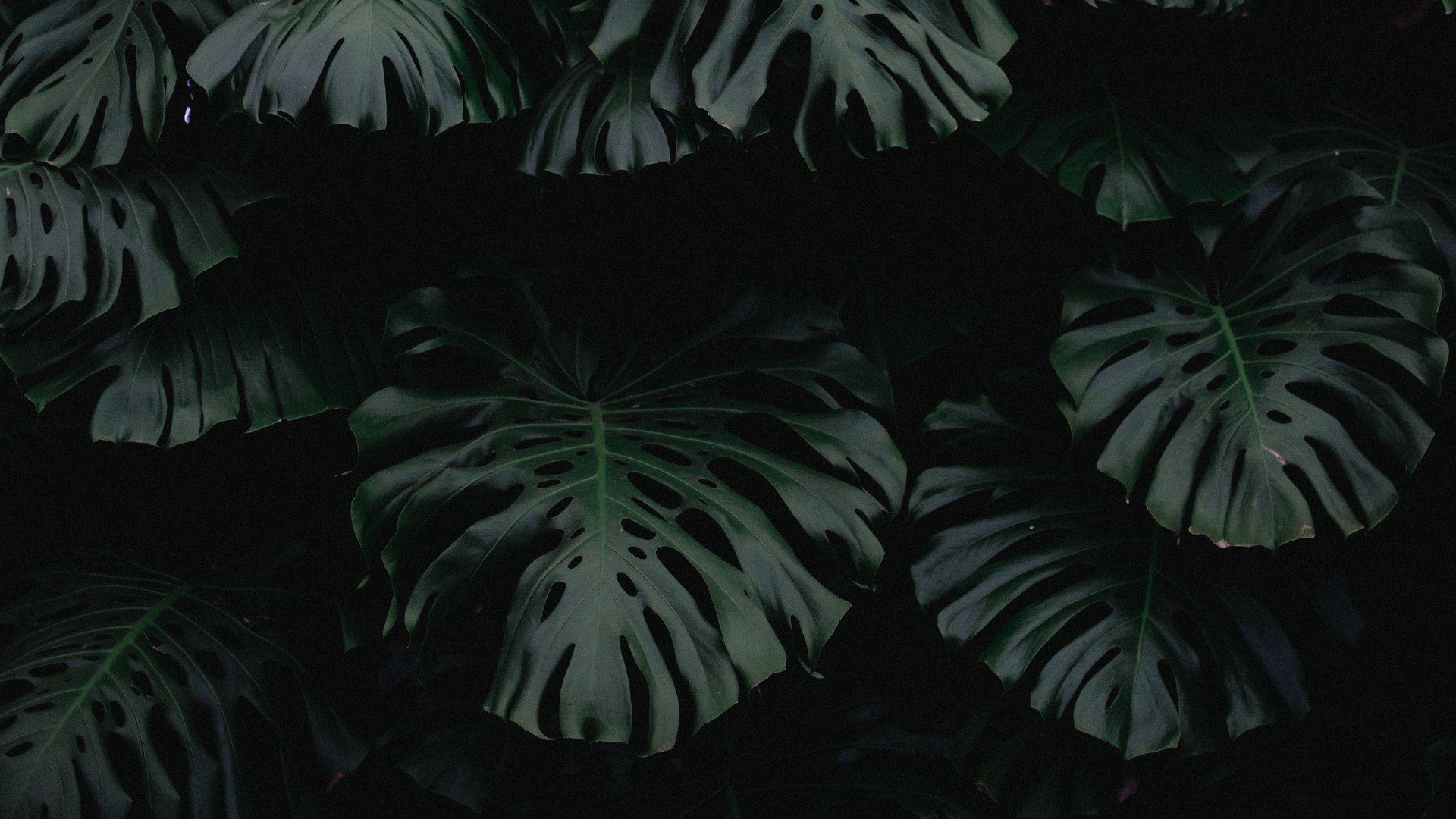 葉 緑 暗い 植物 写真 写真 デスクトップ壁紙