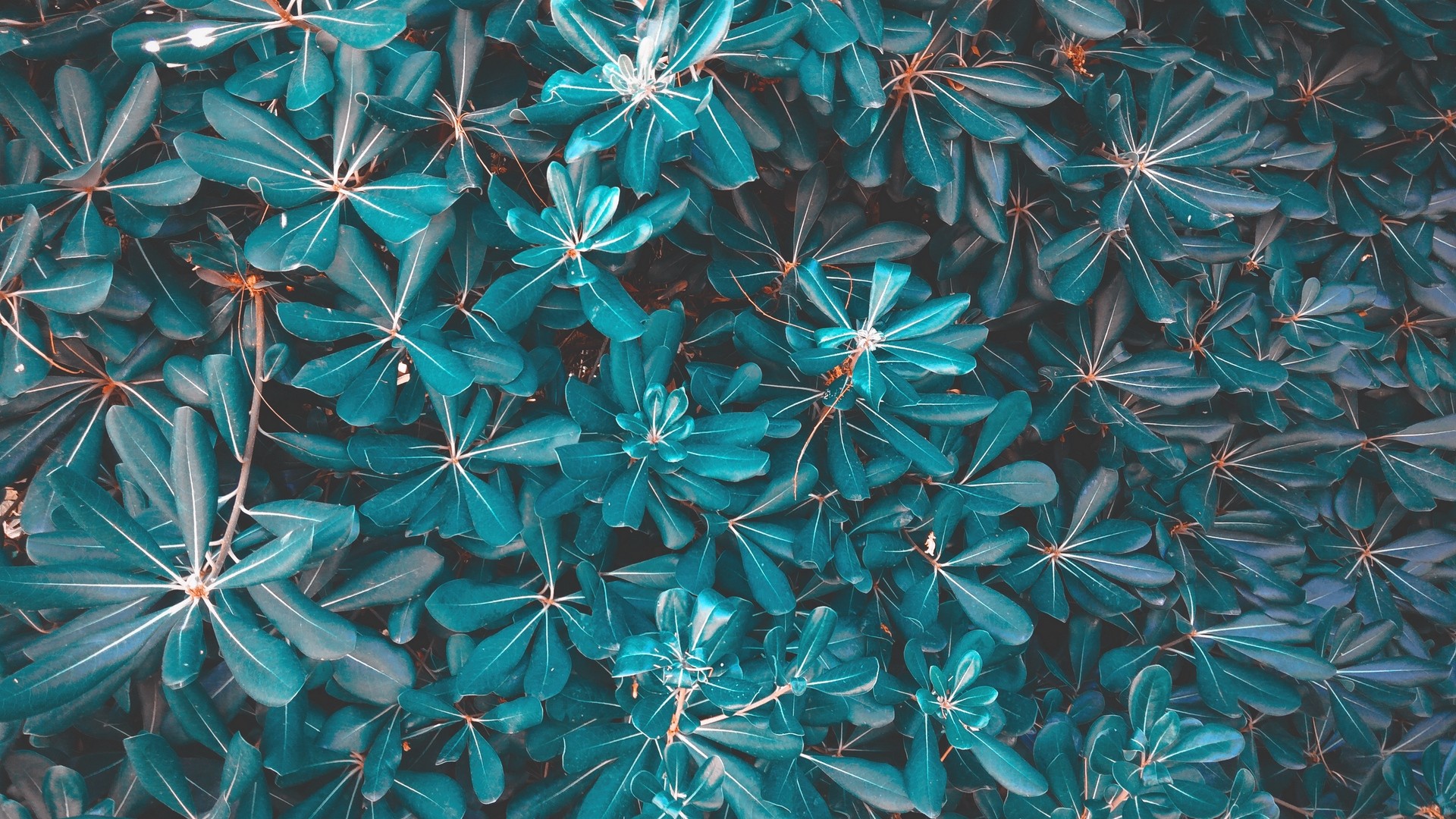 1920x1080 wallpapers: foglie, pianta, blu (image)