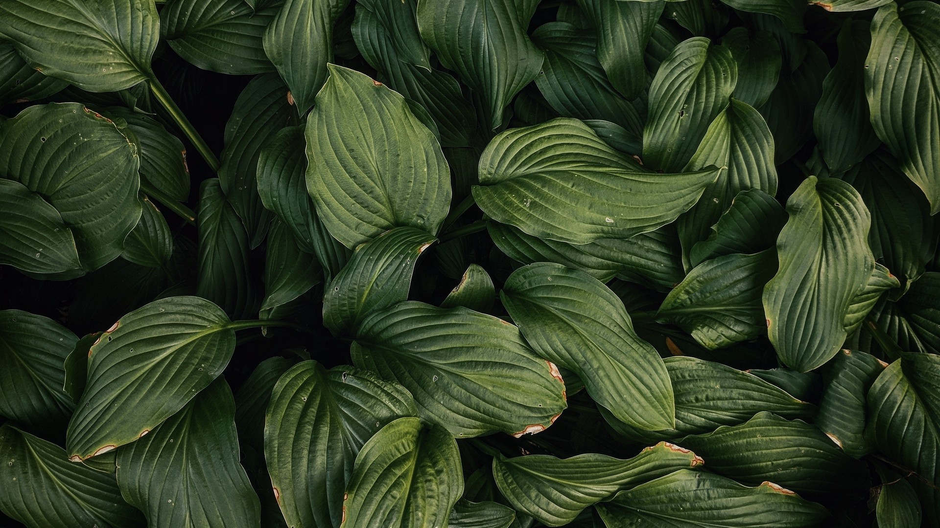 1920x1080 wallpapers: leaves, plant, green, dark green (image)