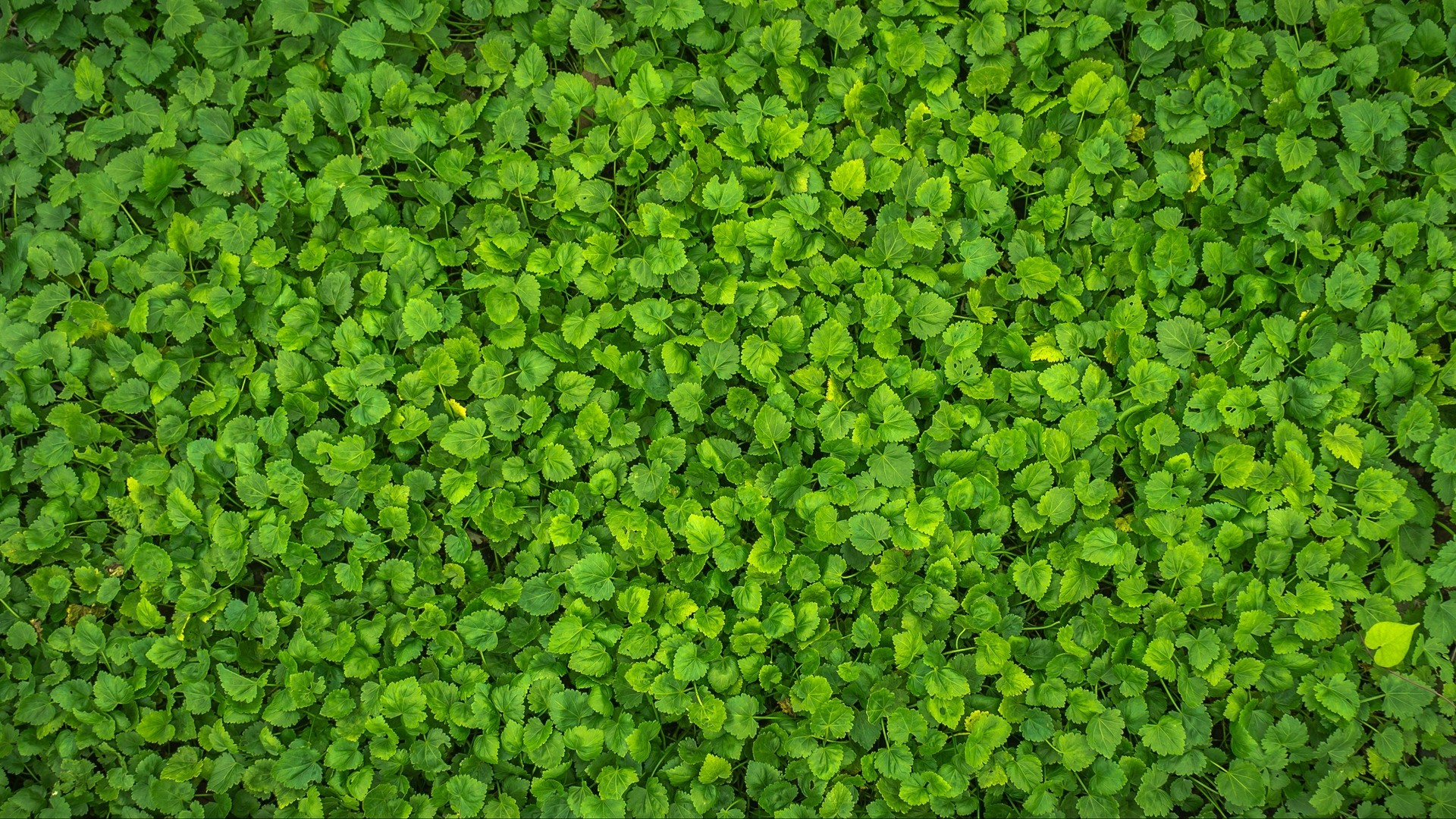 葉 植物 緑 明るい 表面 写真 写真 デスクトップ壁紙
