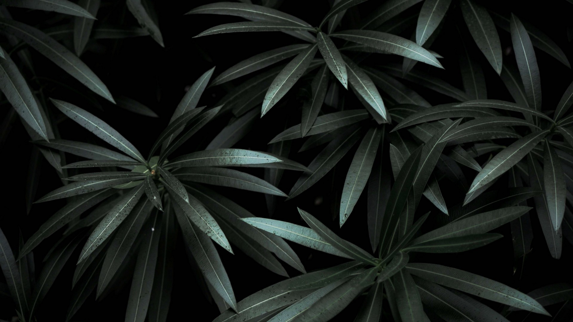 1920x1080 wallpapers: leaves, plant, green, dark (image)